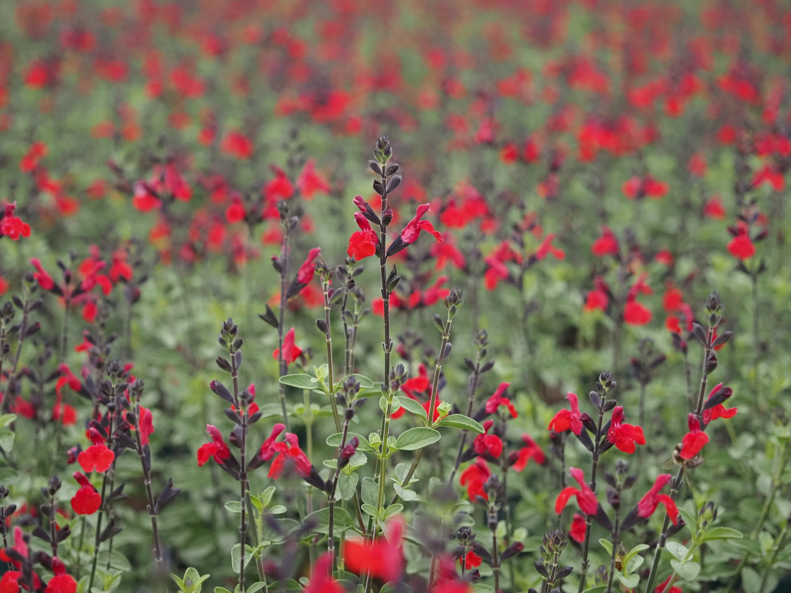 Salvia greggii 'Royal Bumble'