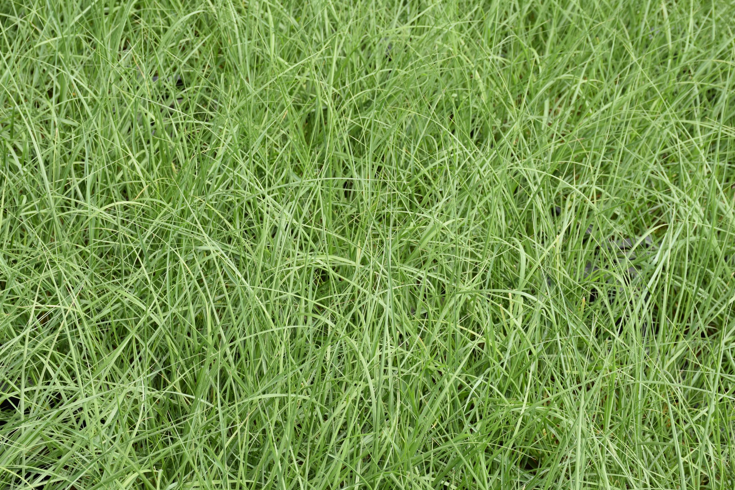 13421_pennisetum_alopecur_praline_XS_001.jpg