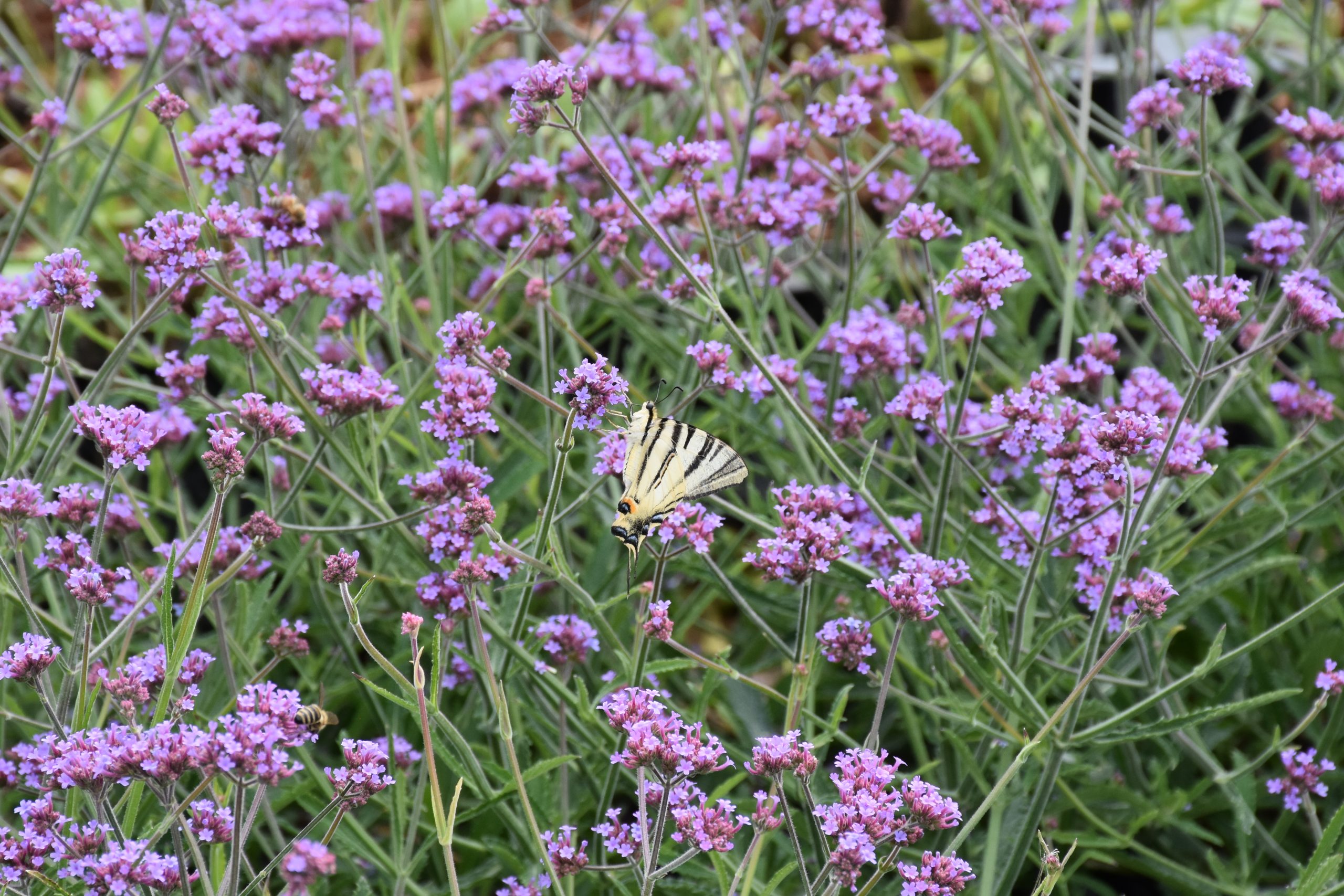 13425_verbena_bonariensis_lollipop_XS_004.jpg