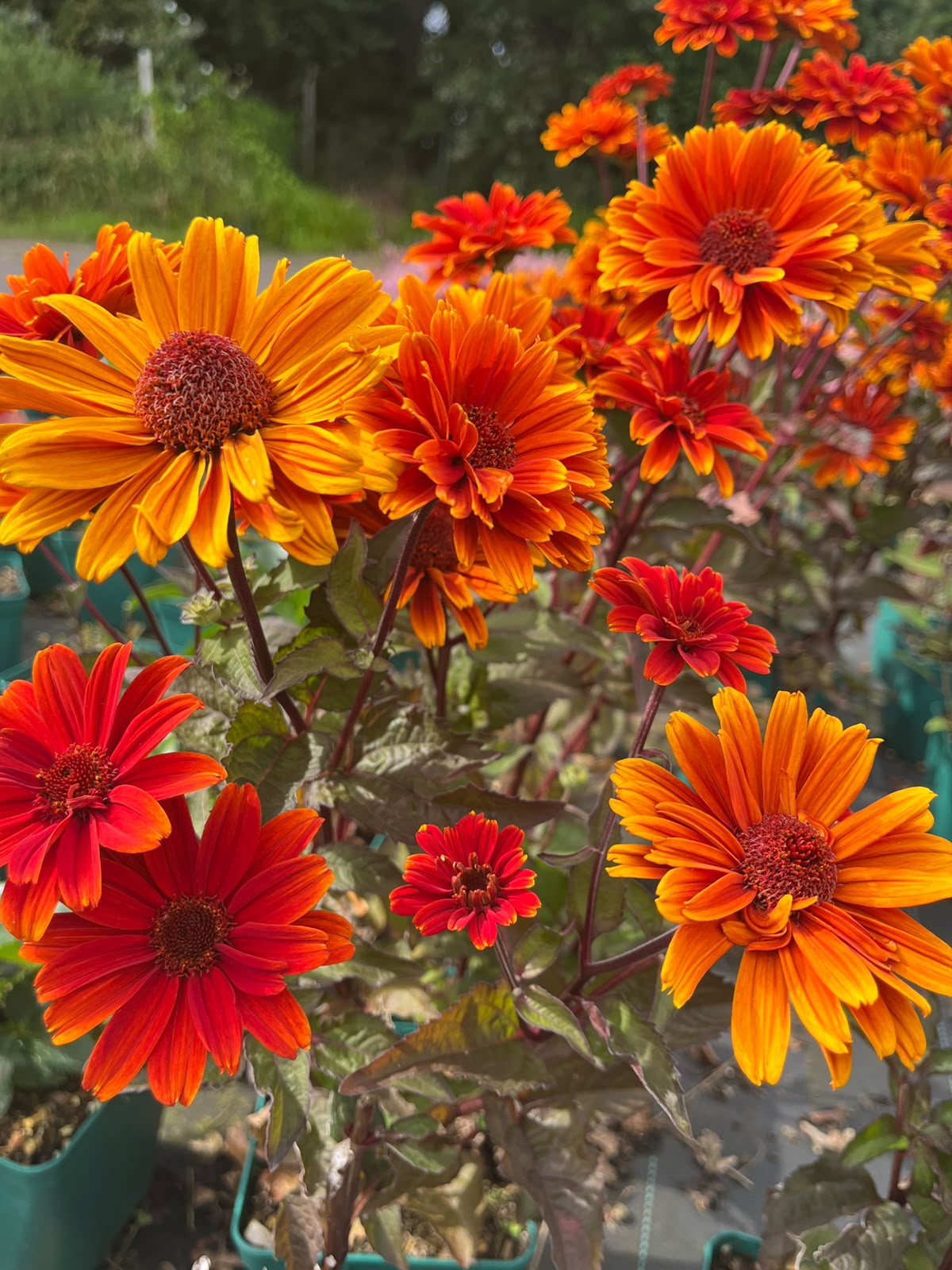13446_heliopsis_scabra_sole_damore_SS_004.jpg