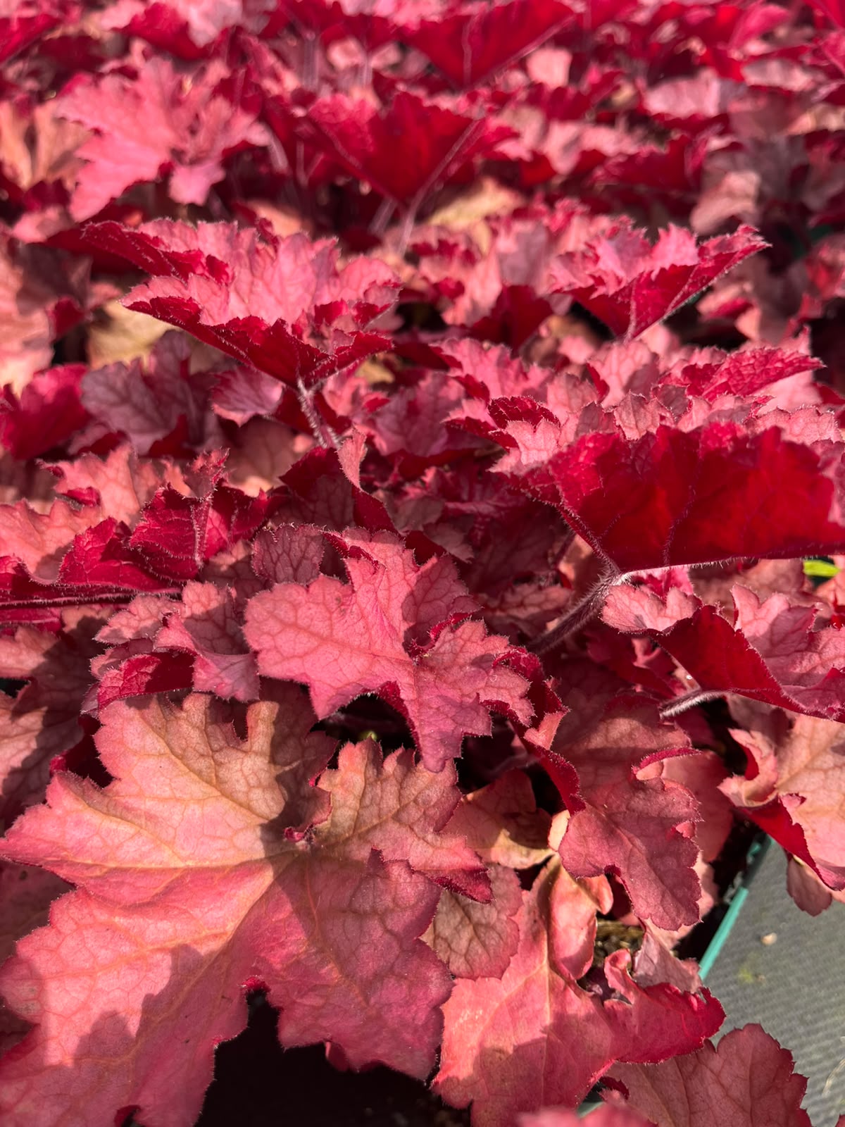 13447_heuchera_cult_coralberry_SS_001.jpg