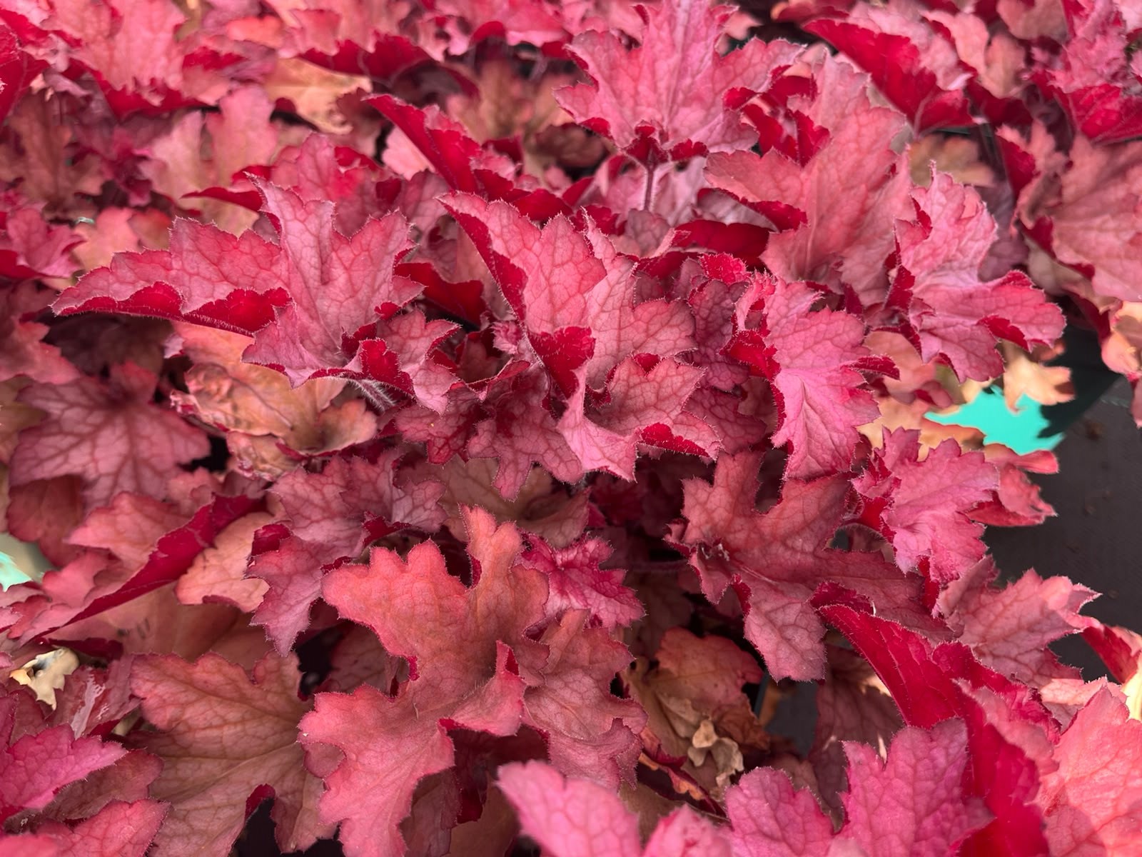 13448_heuchera_cult_coralberry_SS_002.jpg