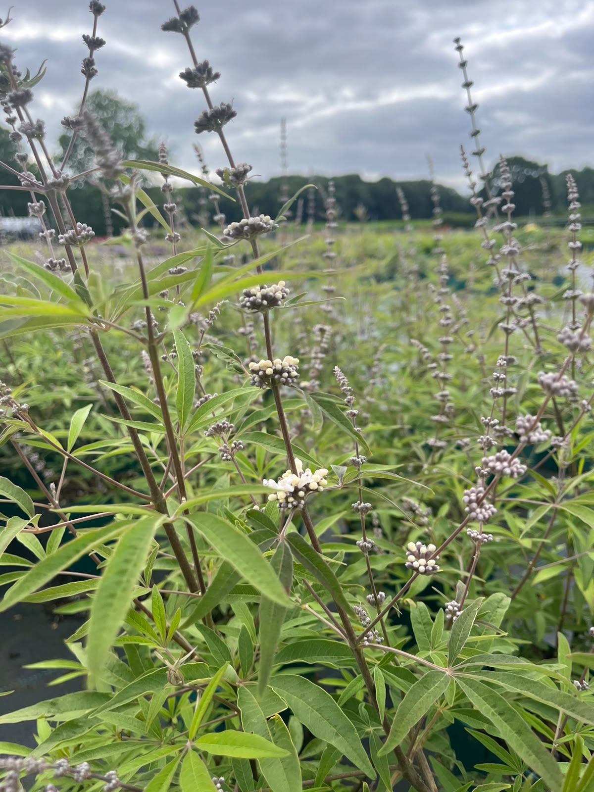 13450_vitex_agnus_castus_albus_SS_001.jpg