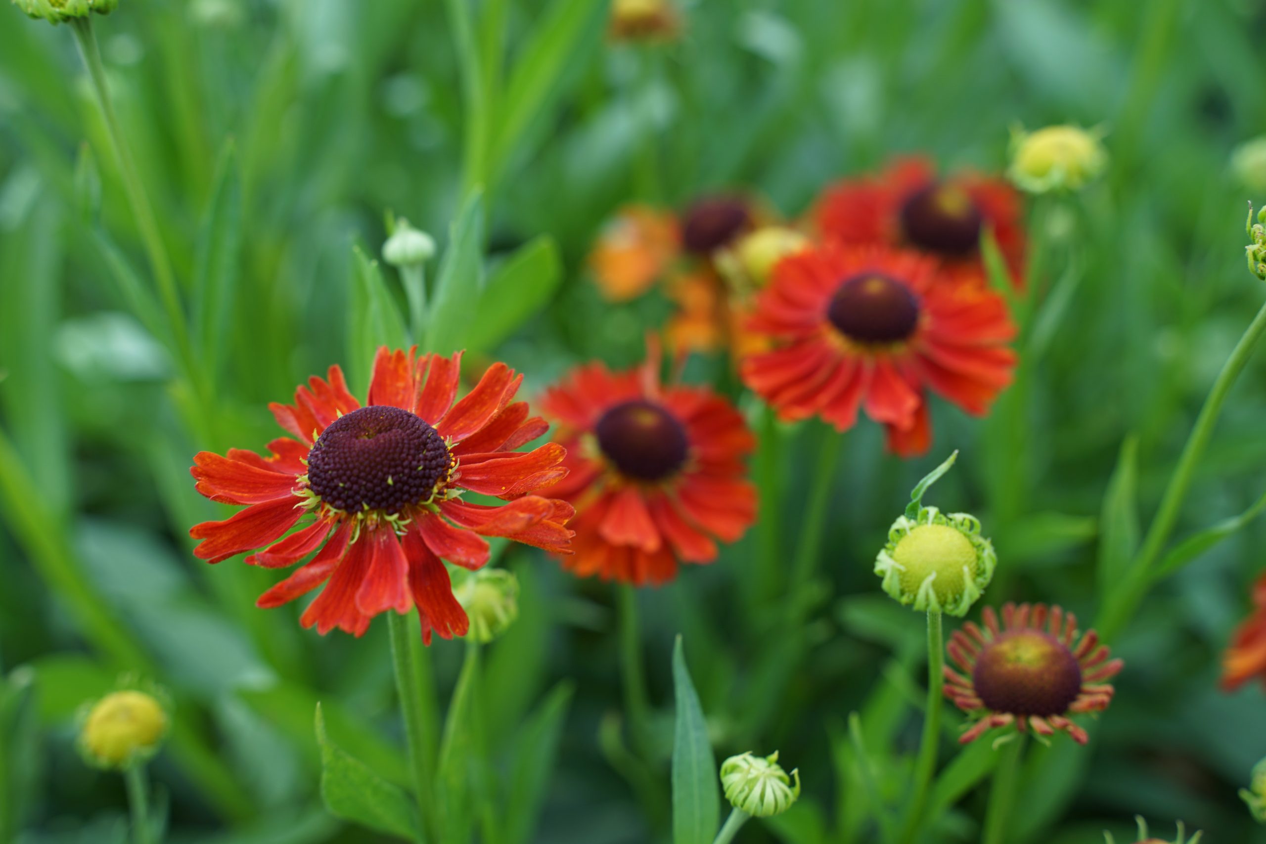 2277_helenium_cultorum_moerheim_beauty_SS_002.jpeg