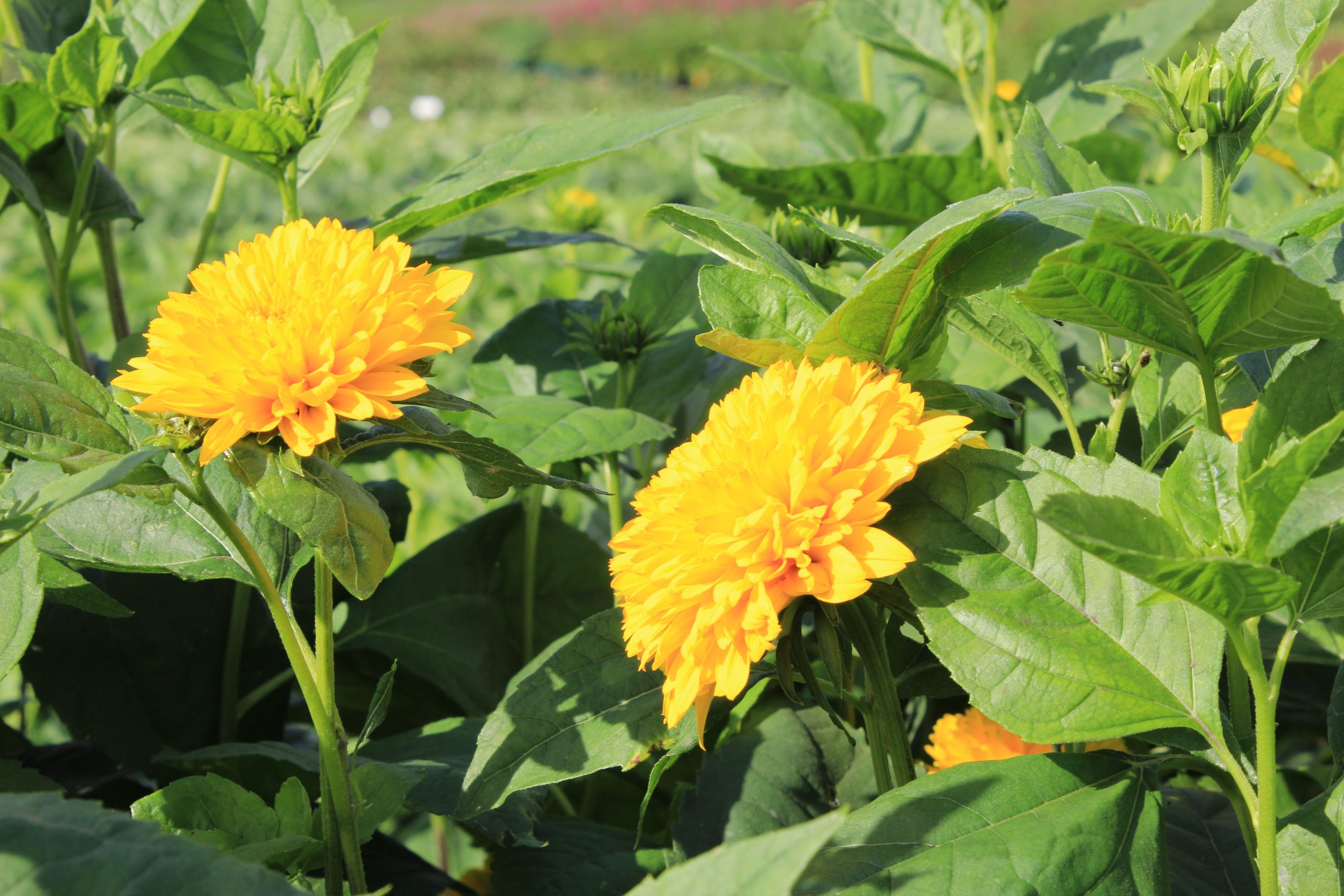 Helianthus decapet. 'Soleil d'Or' – Bild 2