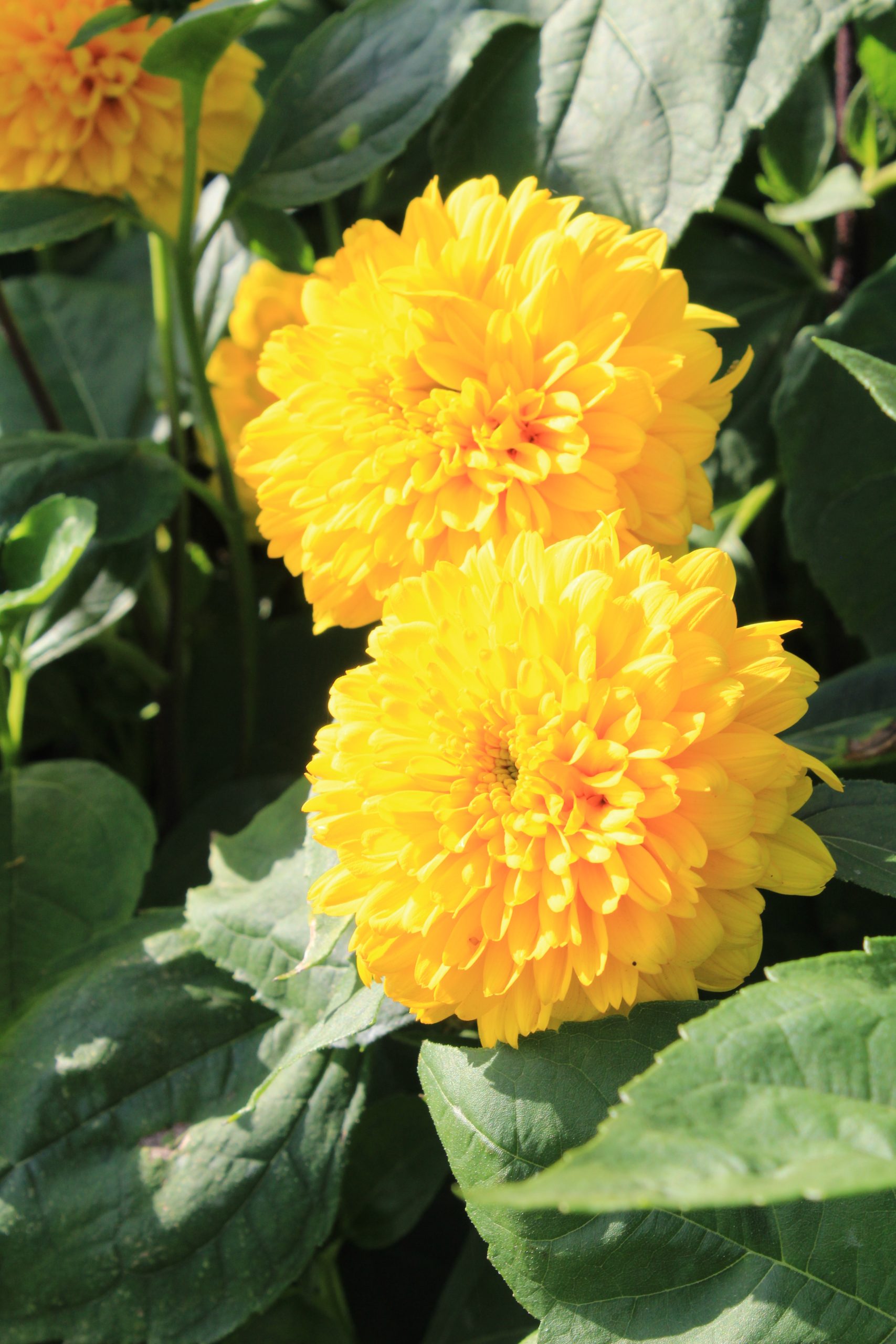 Helianthus decapet. 'Soleil d'Or' – Bild 3