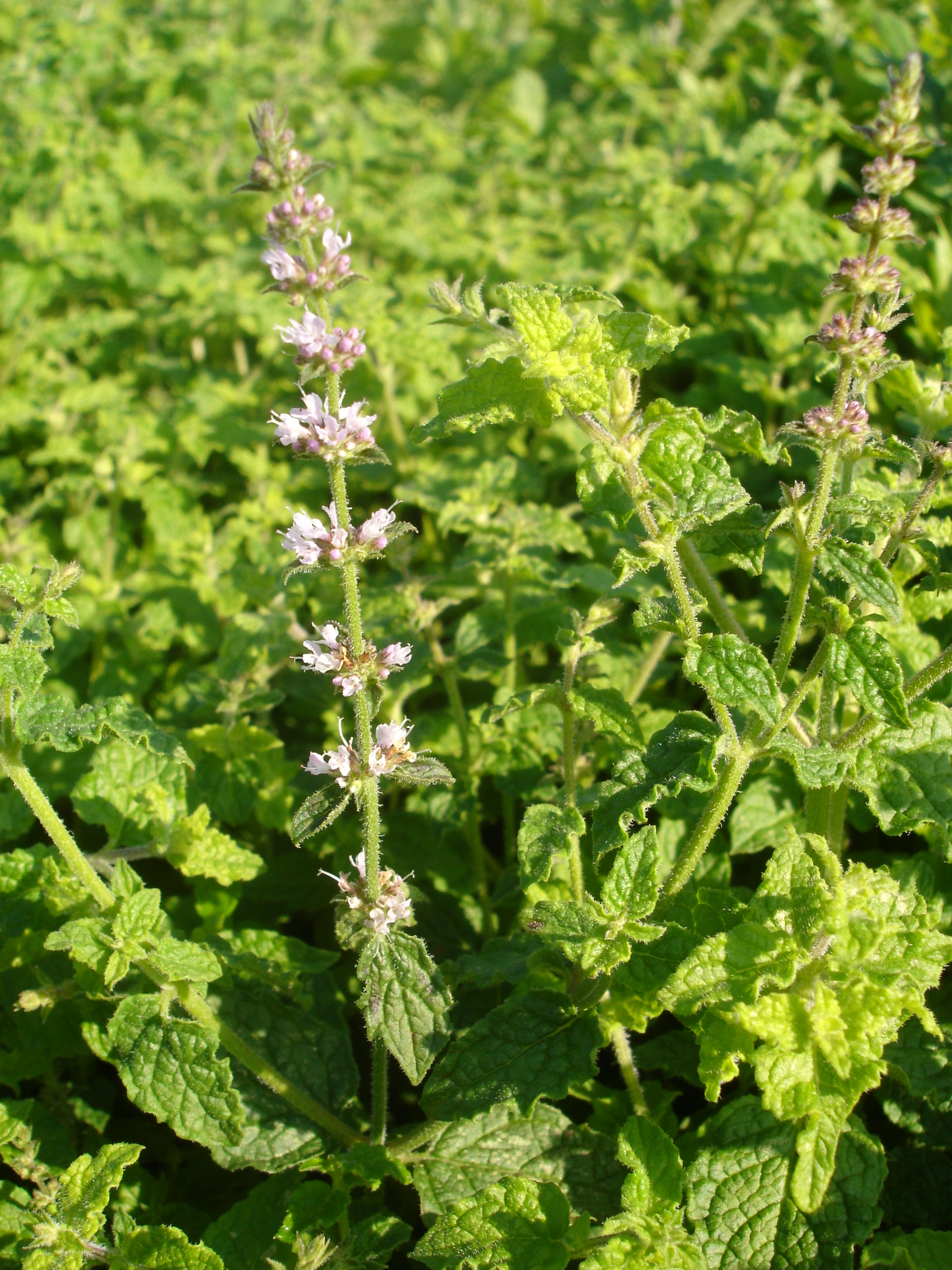3205_mentha_species_erdbeerminze_SS_001.jpeg