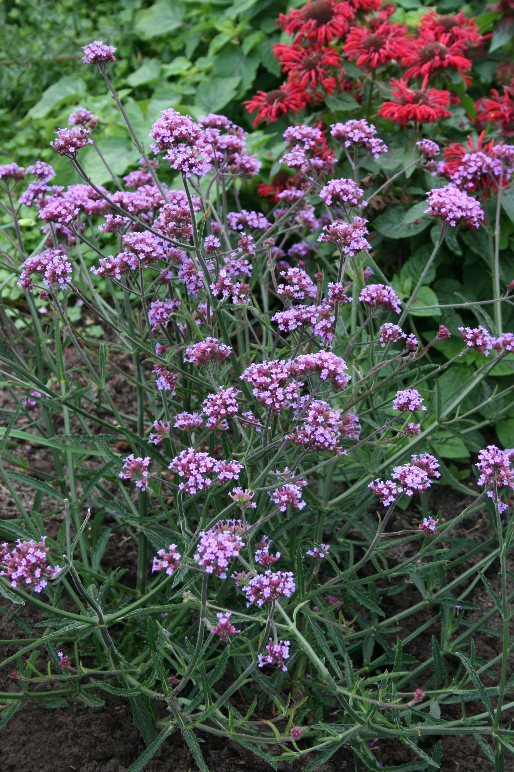 4623_verbena_bonariensis_lollipop_SS_002.jpeg