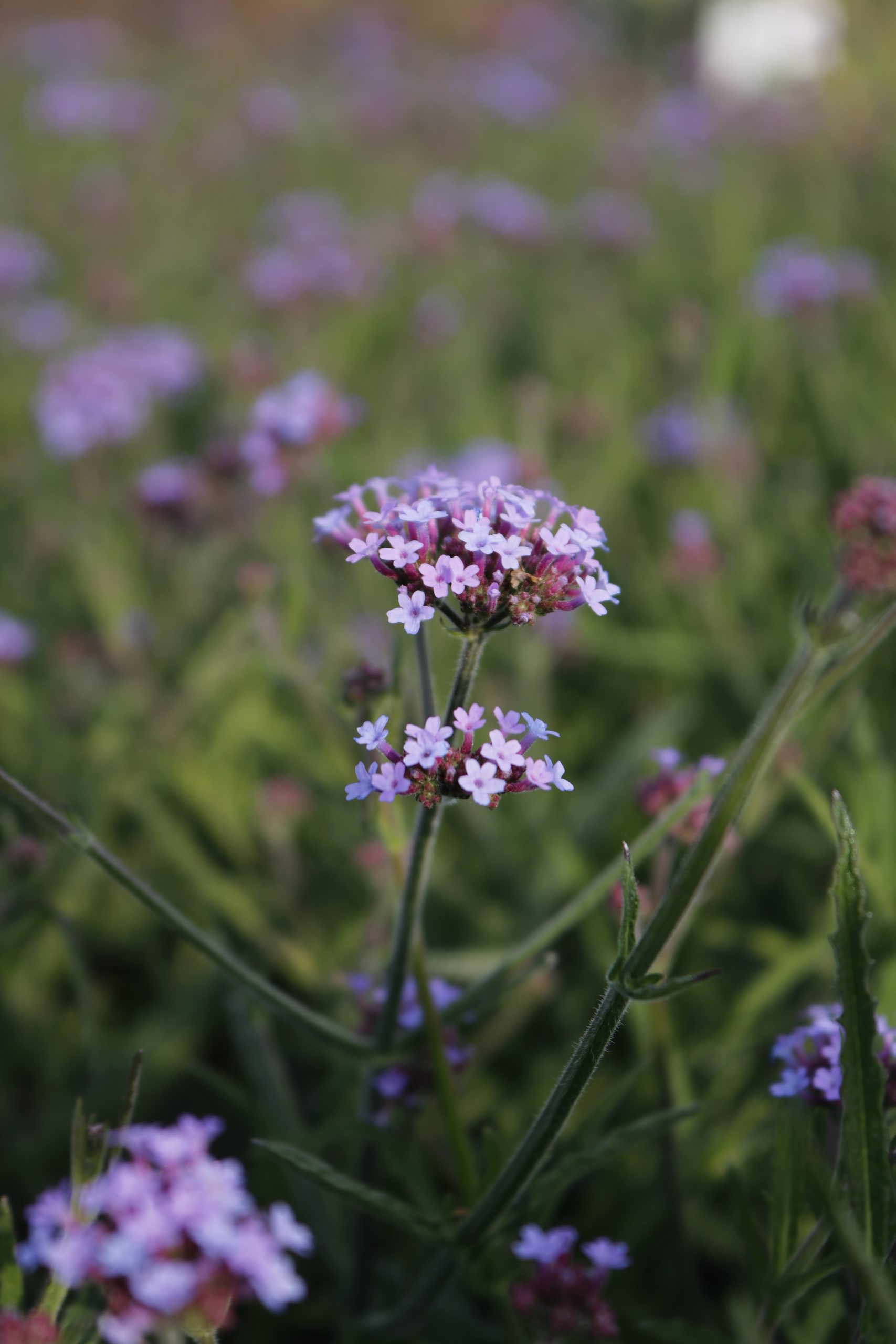 4624_verbena_bonariensis_lollipop_XS_003.jpeg