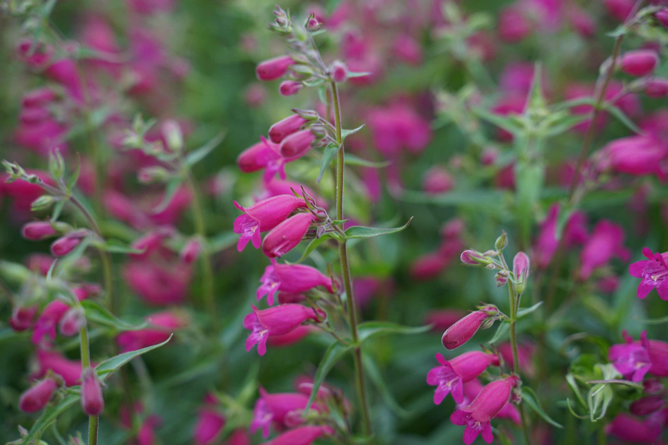 5057_penstemon_cultorum_tabasco_SS_001.jpeg