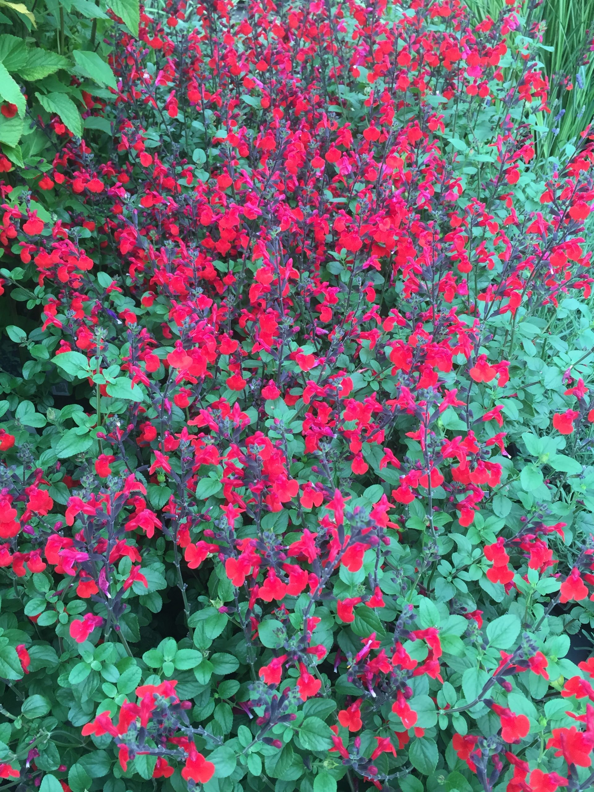 Salvia greggii 'Royal Bumble' – Bild 2