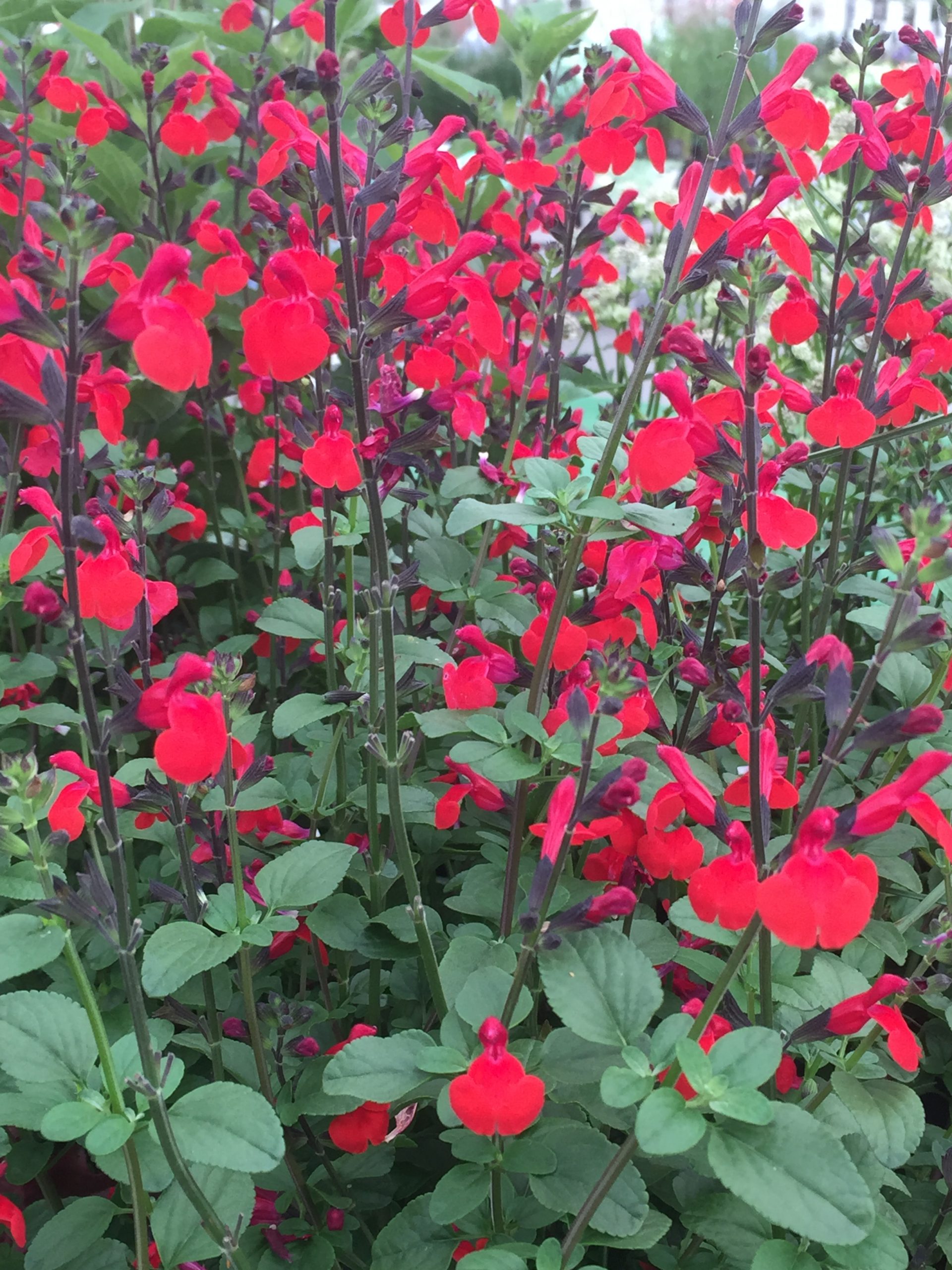 Salvia greggii 'Royal Bumble' – Bild 3