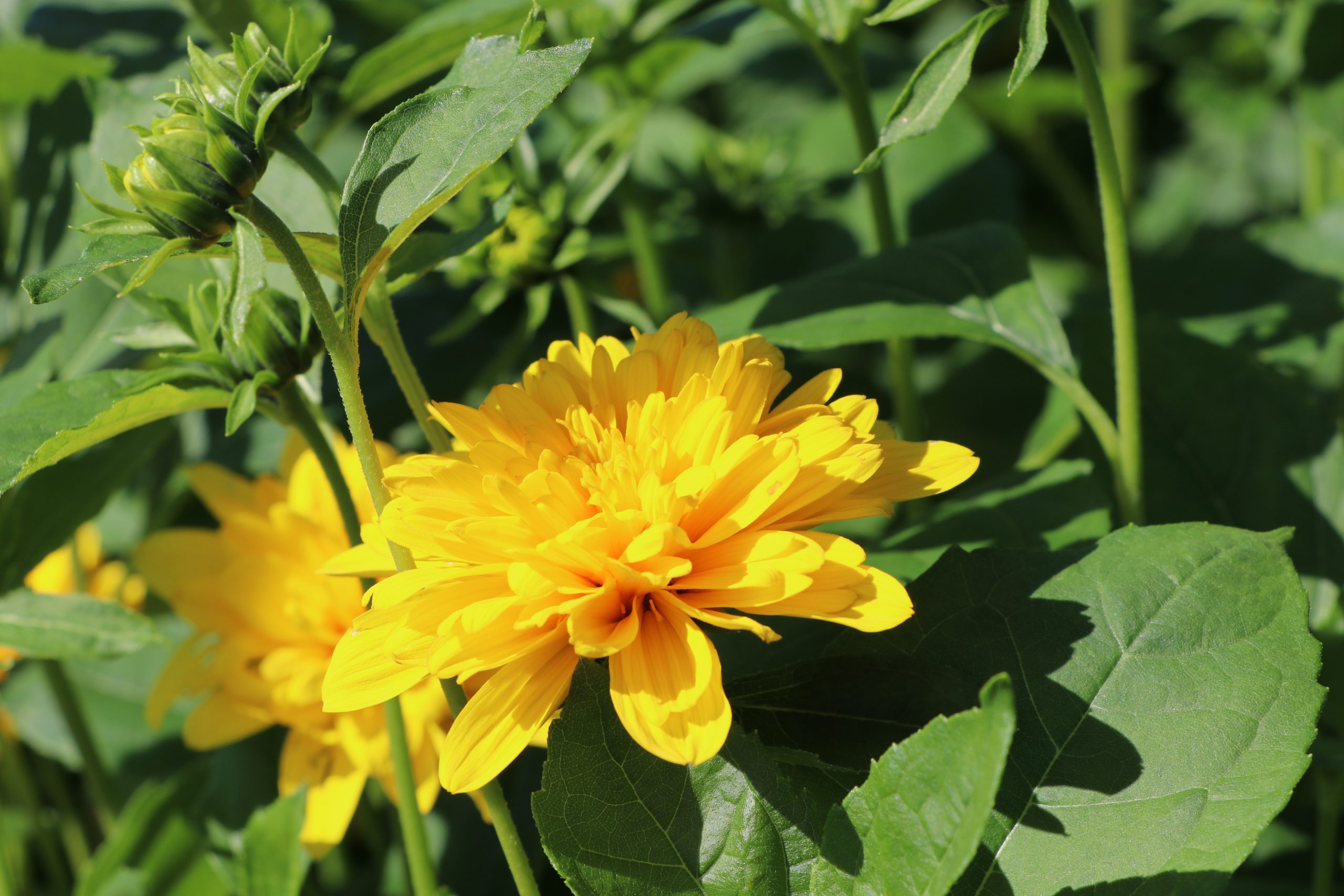 Helianthus decapet. 'Soleil d'Or' – Bild 4