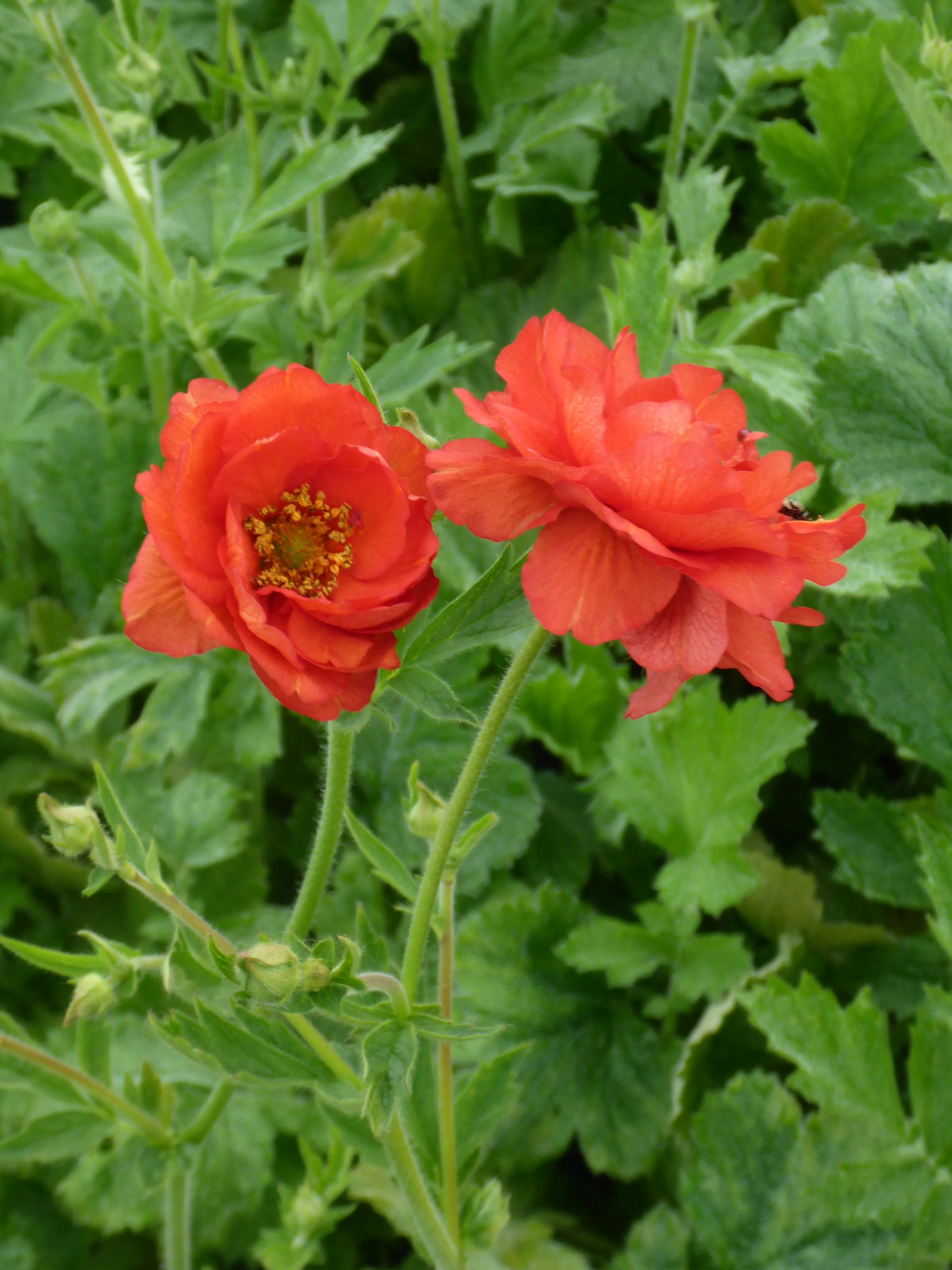 Geum chiloense 'Samba Sunset' ®