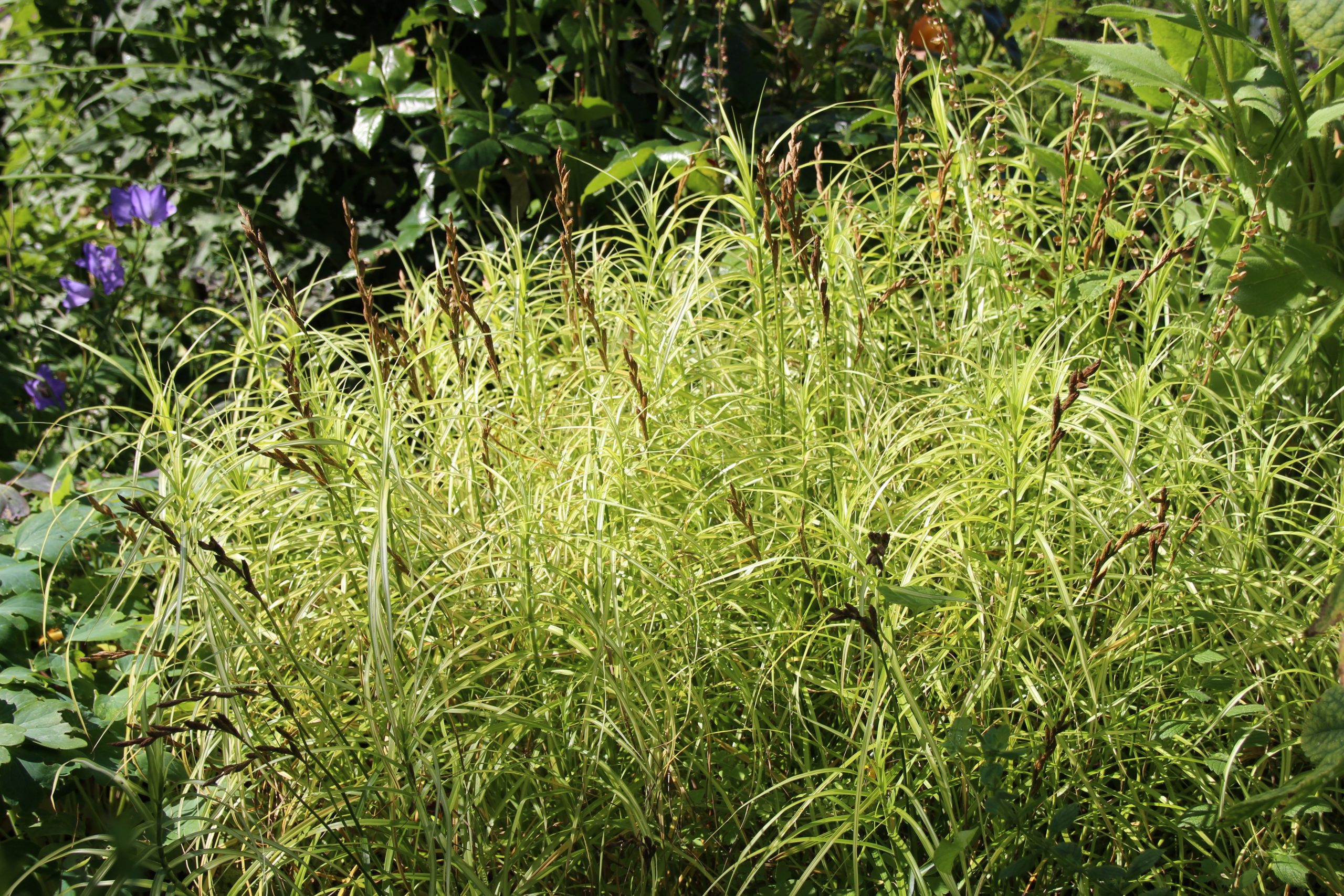 11497_carex_muskingumensis_bicolor_SS_001.jpg