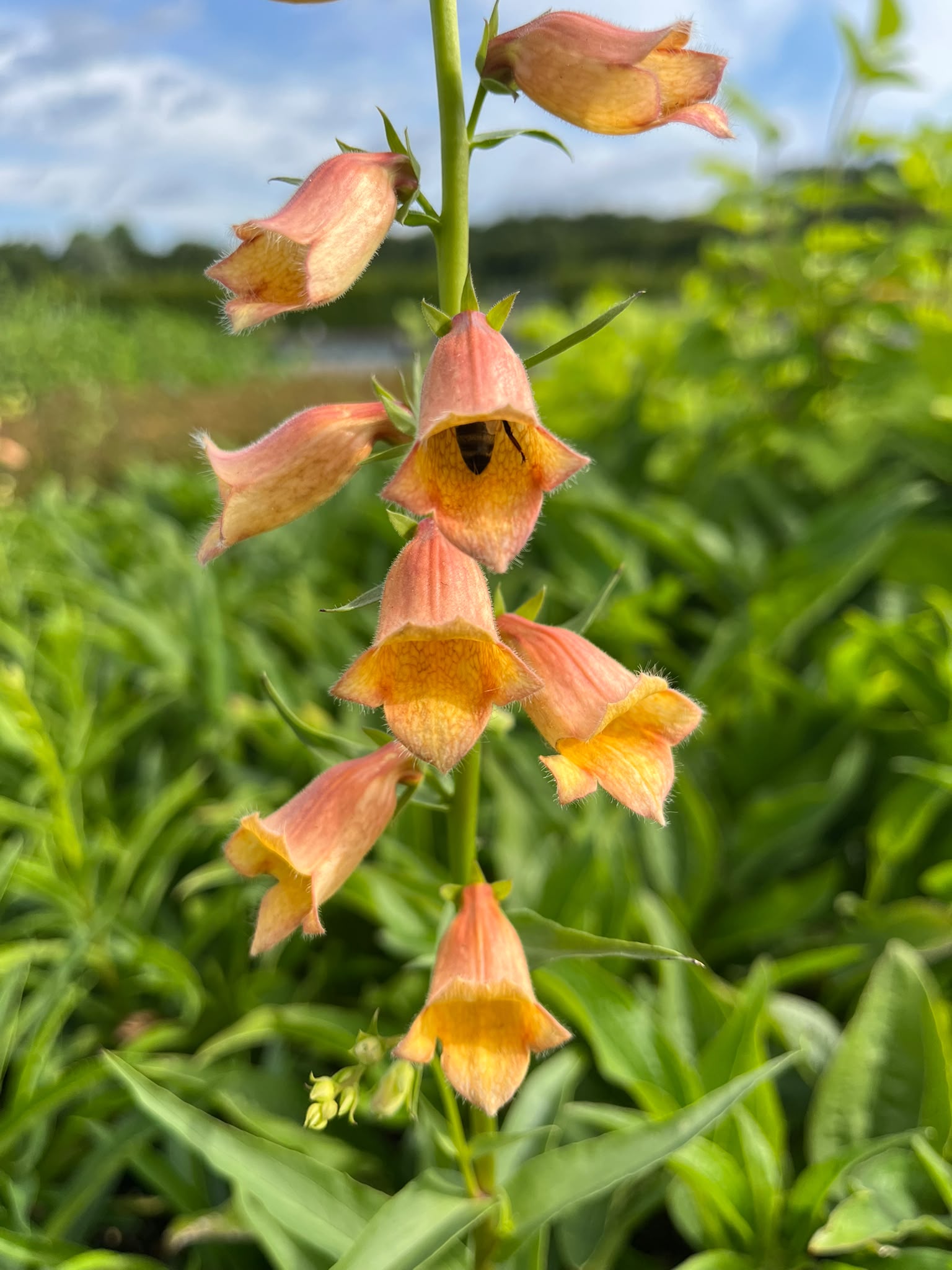 13466_digitalis_cult_goldcrest_SS_001.jpg