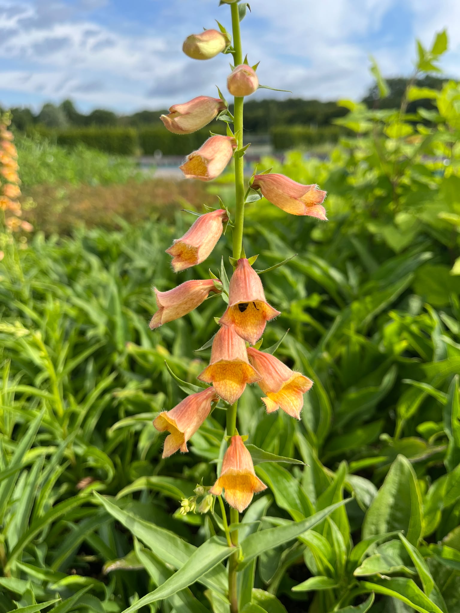 13467_digitalis_cult_goldcrest_SS_002.jpg