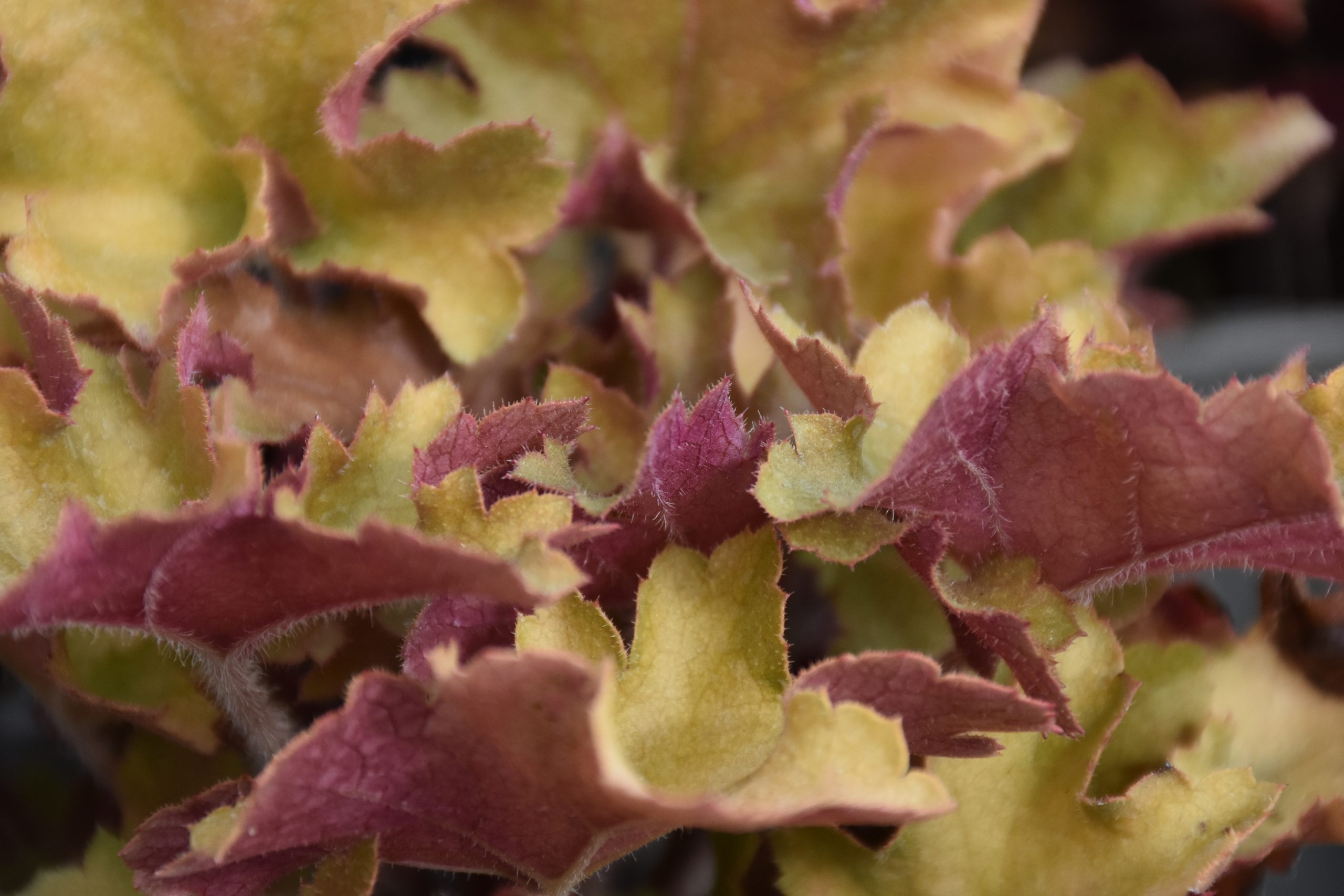 13468_heuchera_villosa_marmalade_XS_002-1.jpg