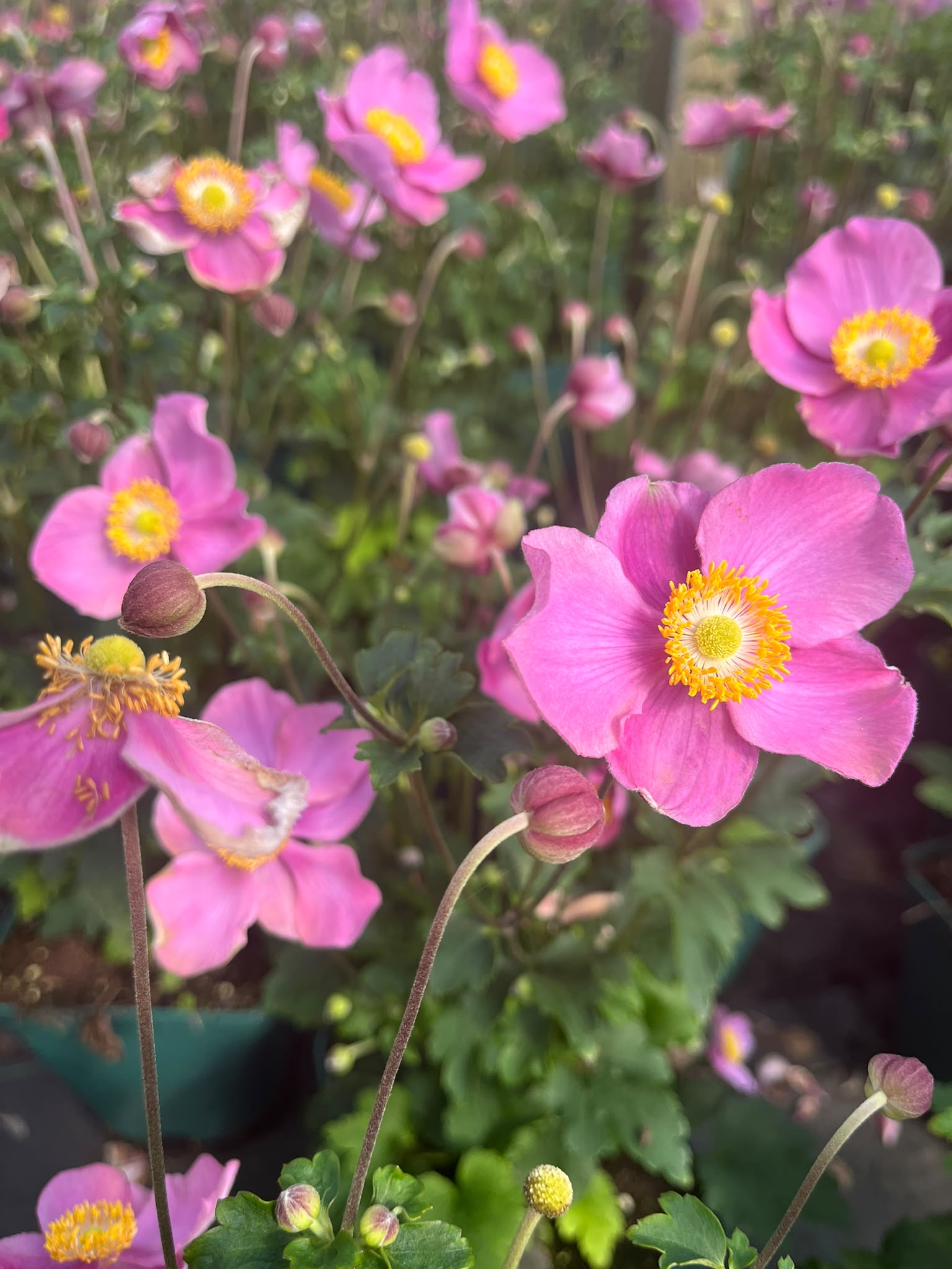 Anemone x cult. 'Summer Breeze'
