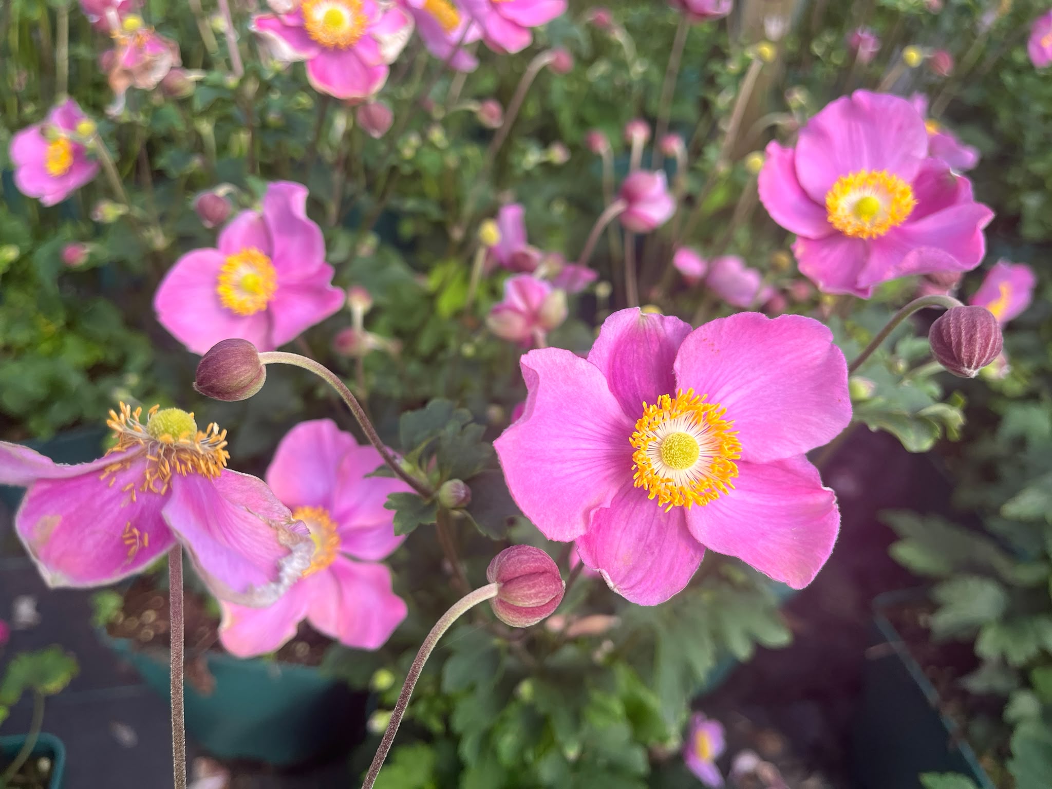 Anemone x cult. 'Summer Breeze' – Bild 2