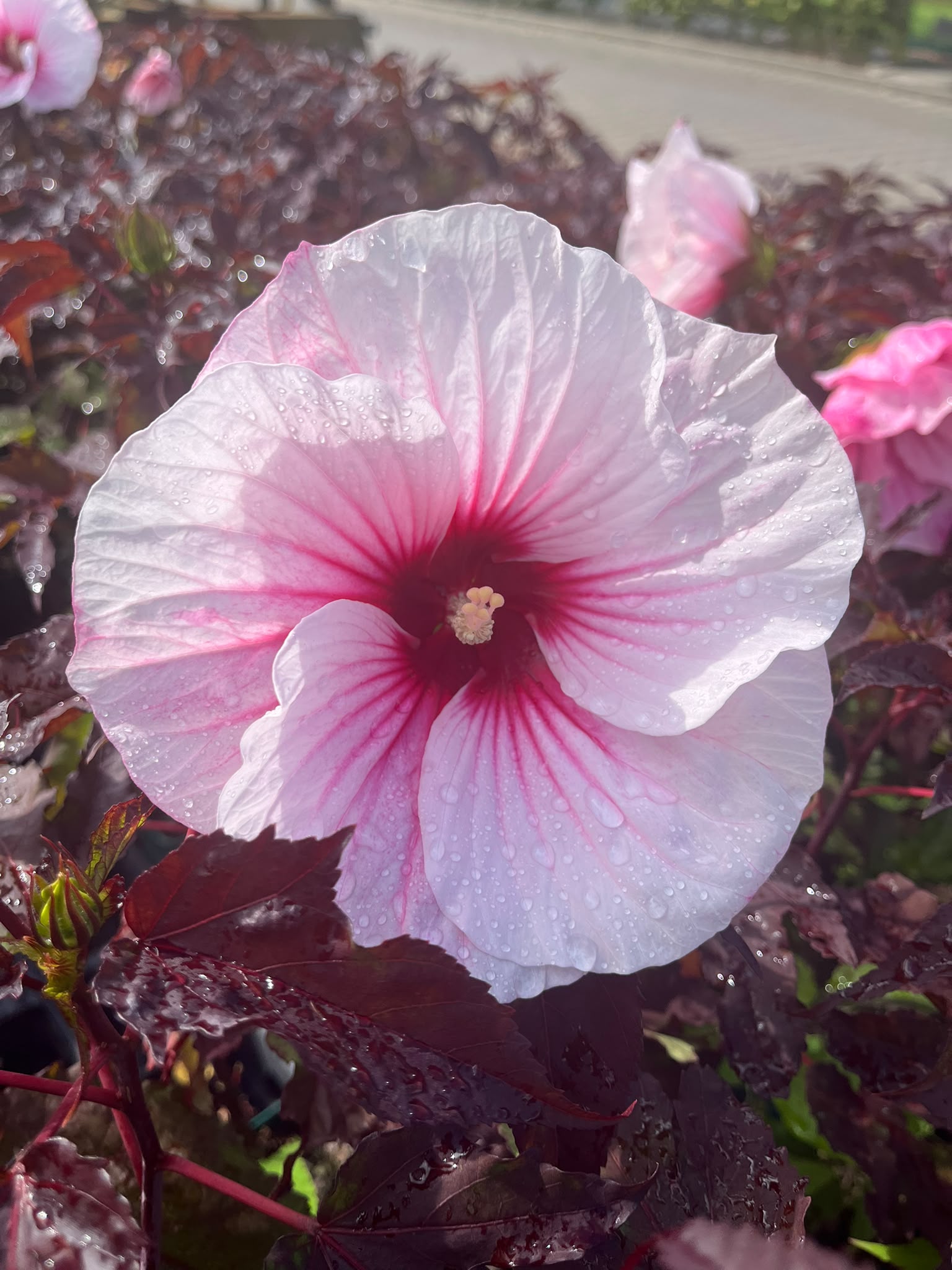 13483_hibiscus_mosch_pink_candy_SS_001.jpg