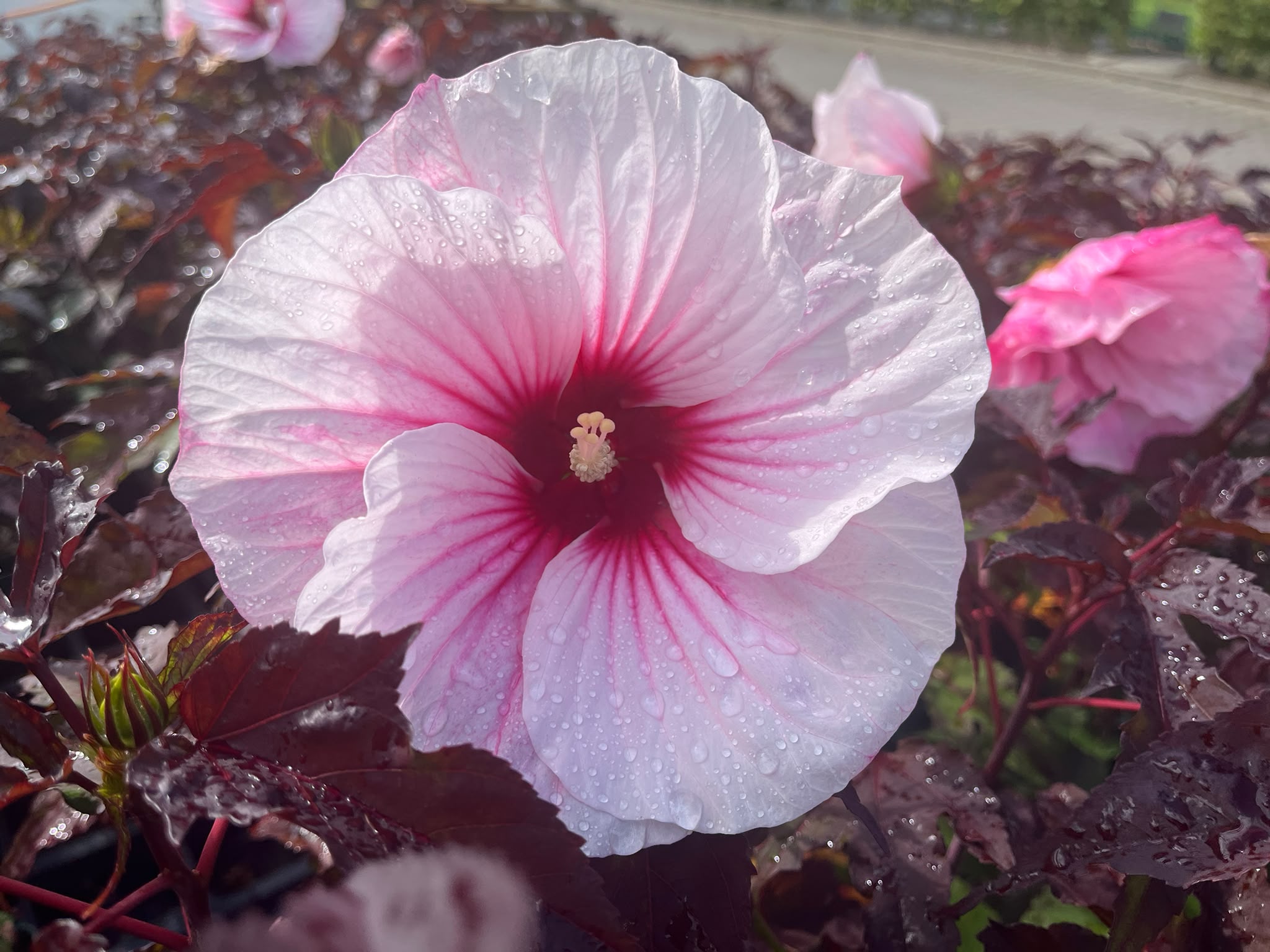13484_hibiscus_mosch_pink_candy_SS_002.jpg
