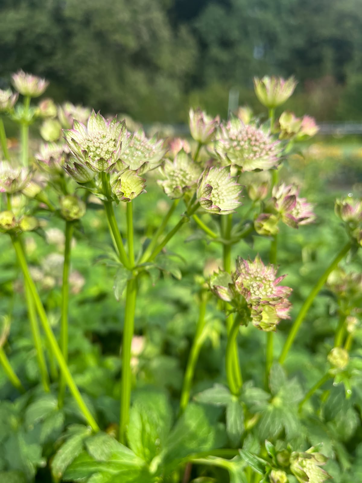 13488_astrantia_major_april_love_SS_001.jpg
