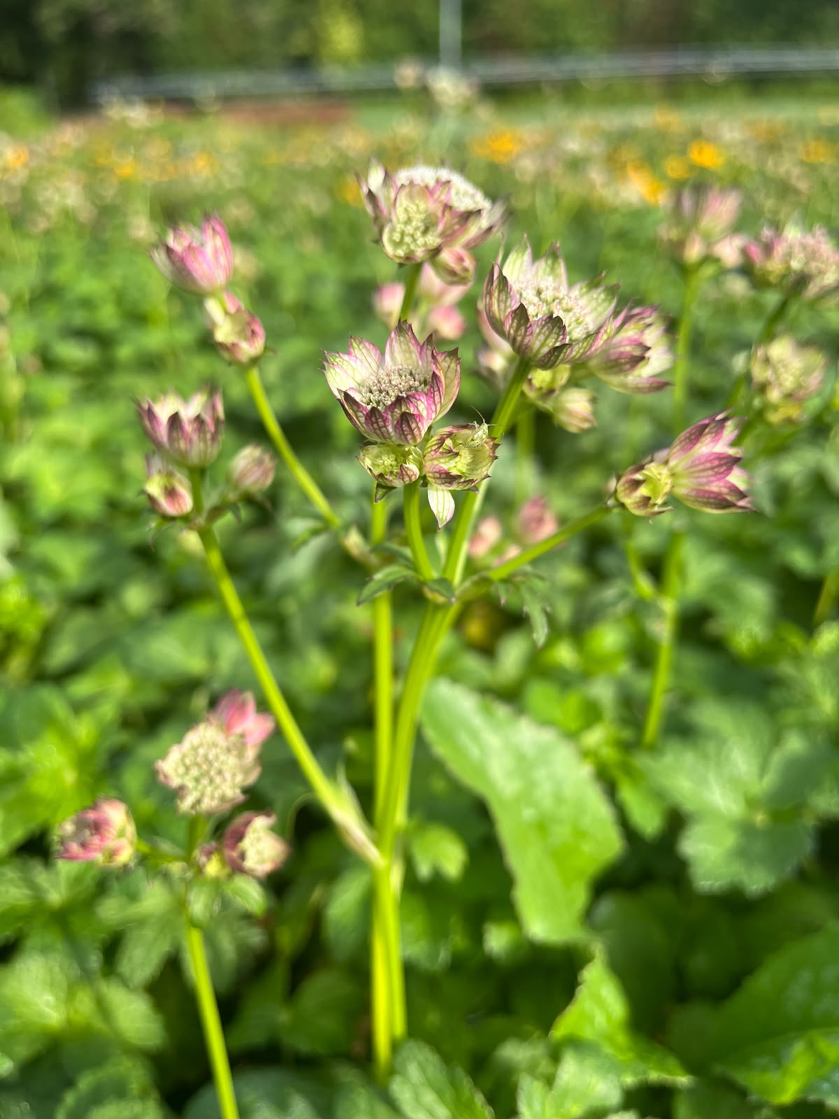 13489_astrantia_major_april_love_SS_002.jpg