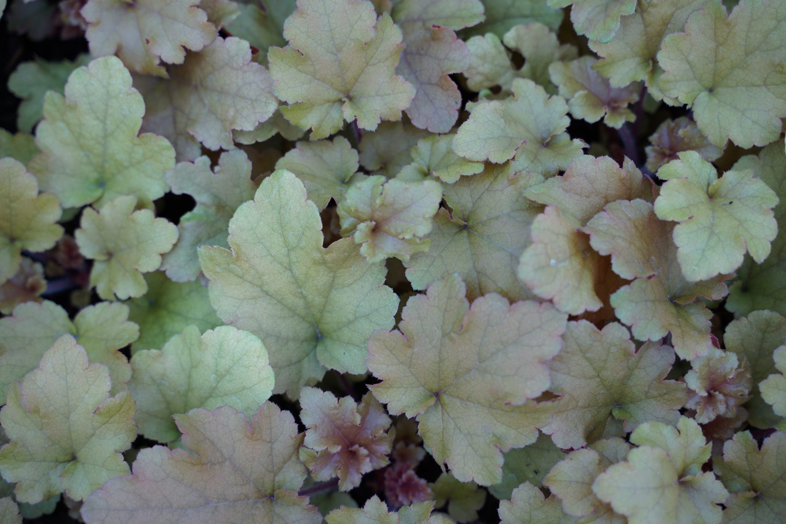 2538_heuchera_cultorum_marmalade_SS_001.jpeg