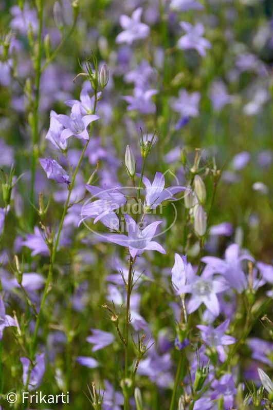 P1029_2.jpg