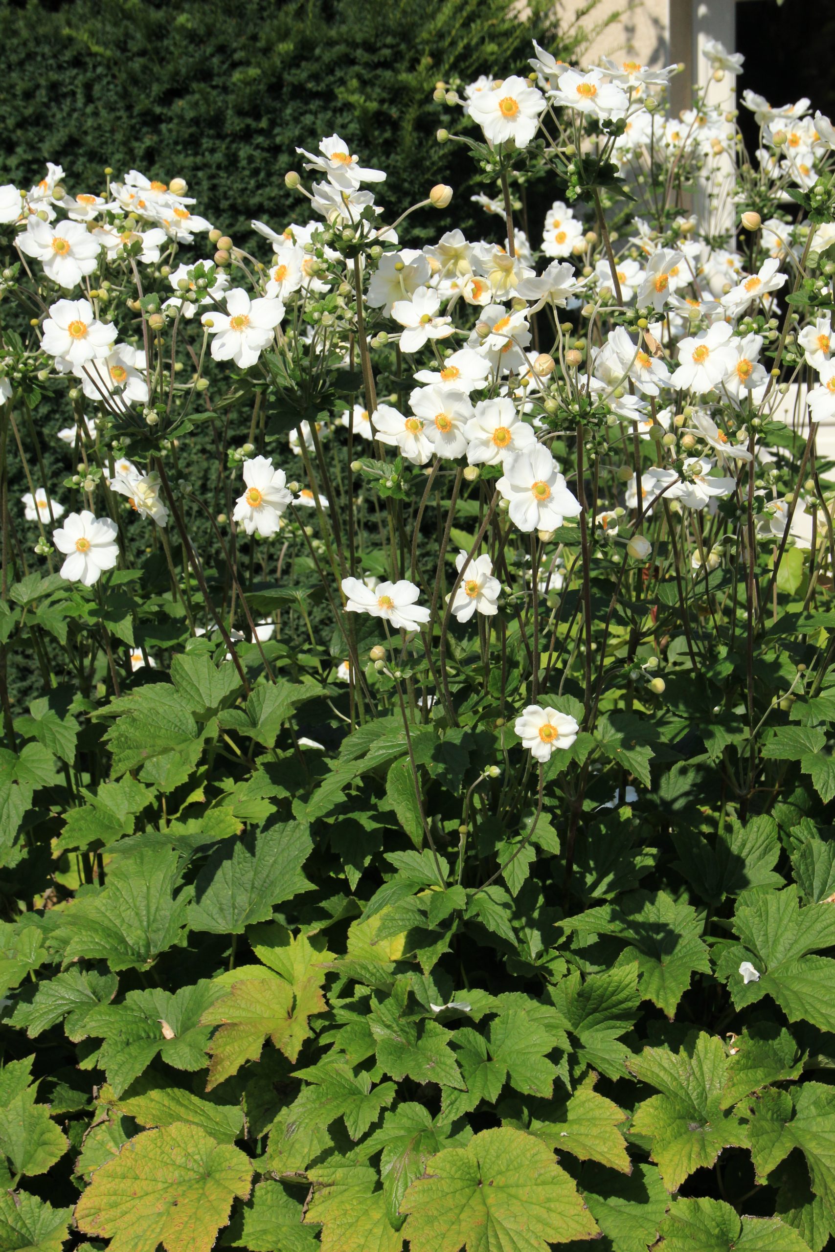 Anemone japonica 'Honorine Jobert' – Bild 3
