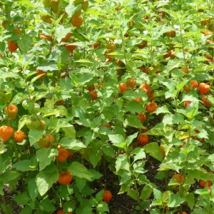Physalis alkekengi var. franchetii