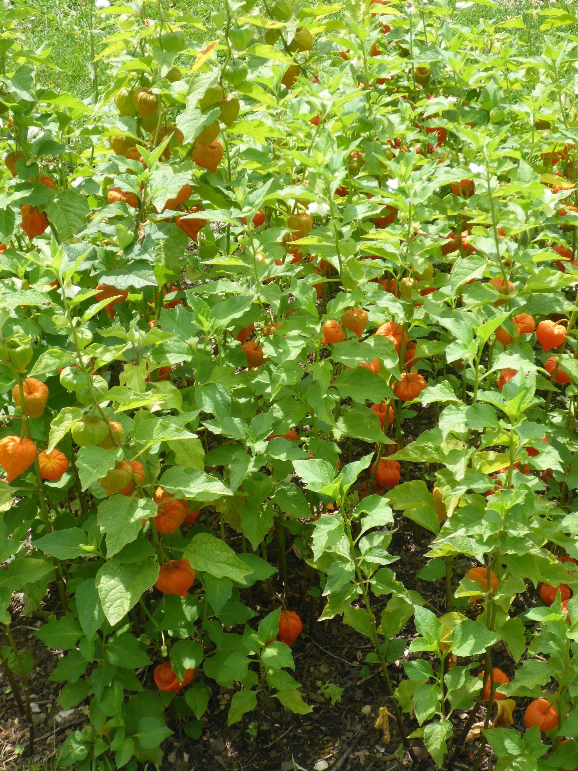 Physalis alkekengi var. franchetii