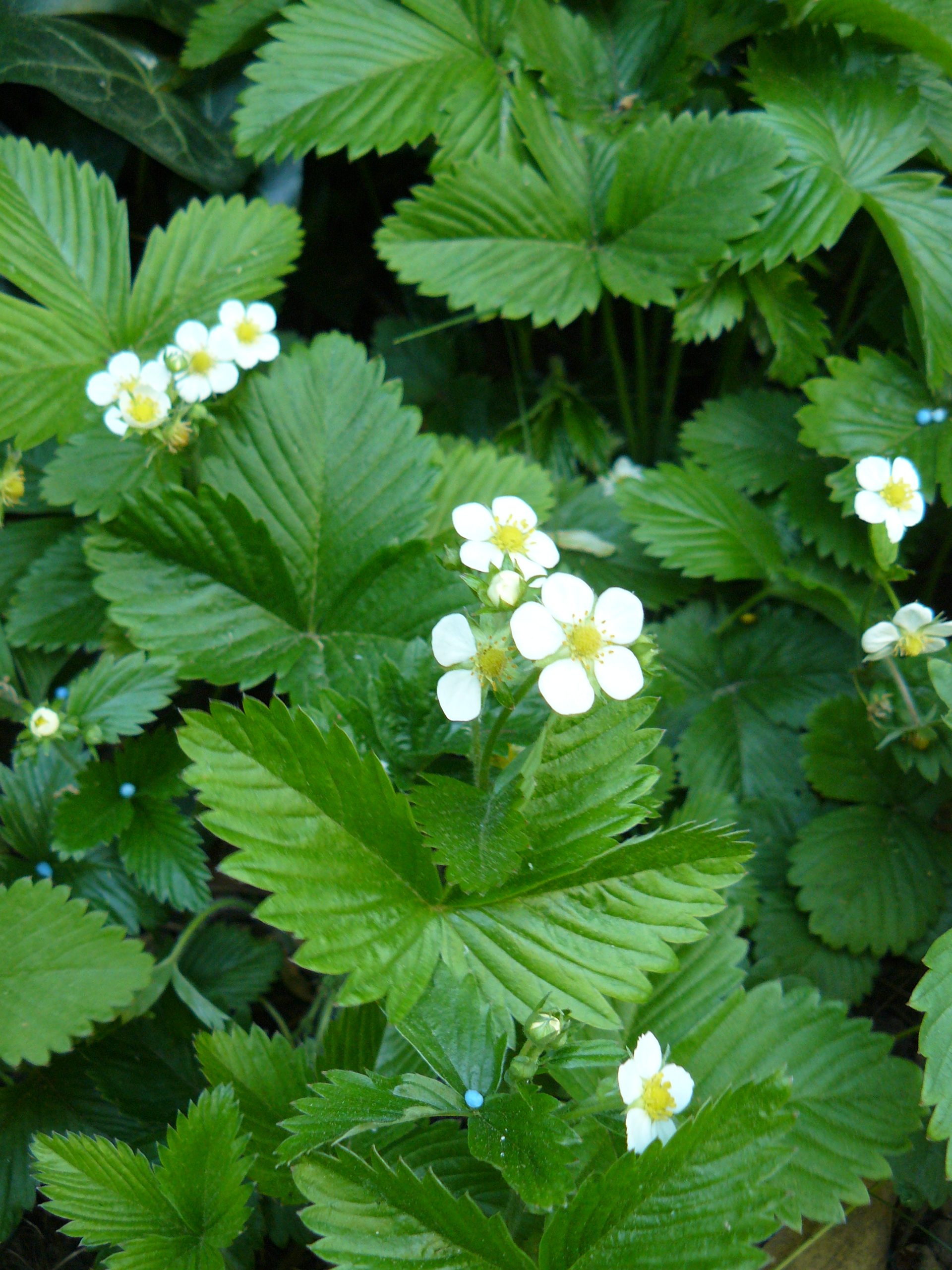 Fragaria vesca var. semperfl. 'Alexandria'