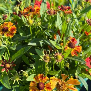 Helenium HayDay 'Red Bicolor' ®