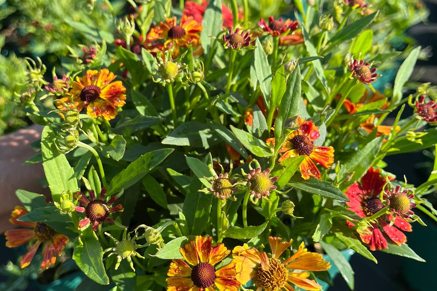 Helenium HayDay 'Red Bicolor' ®