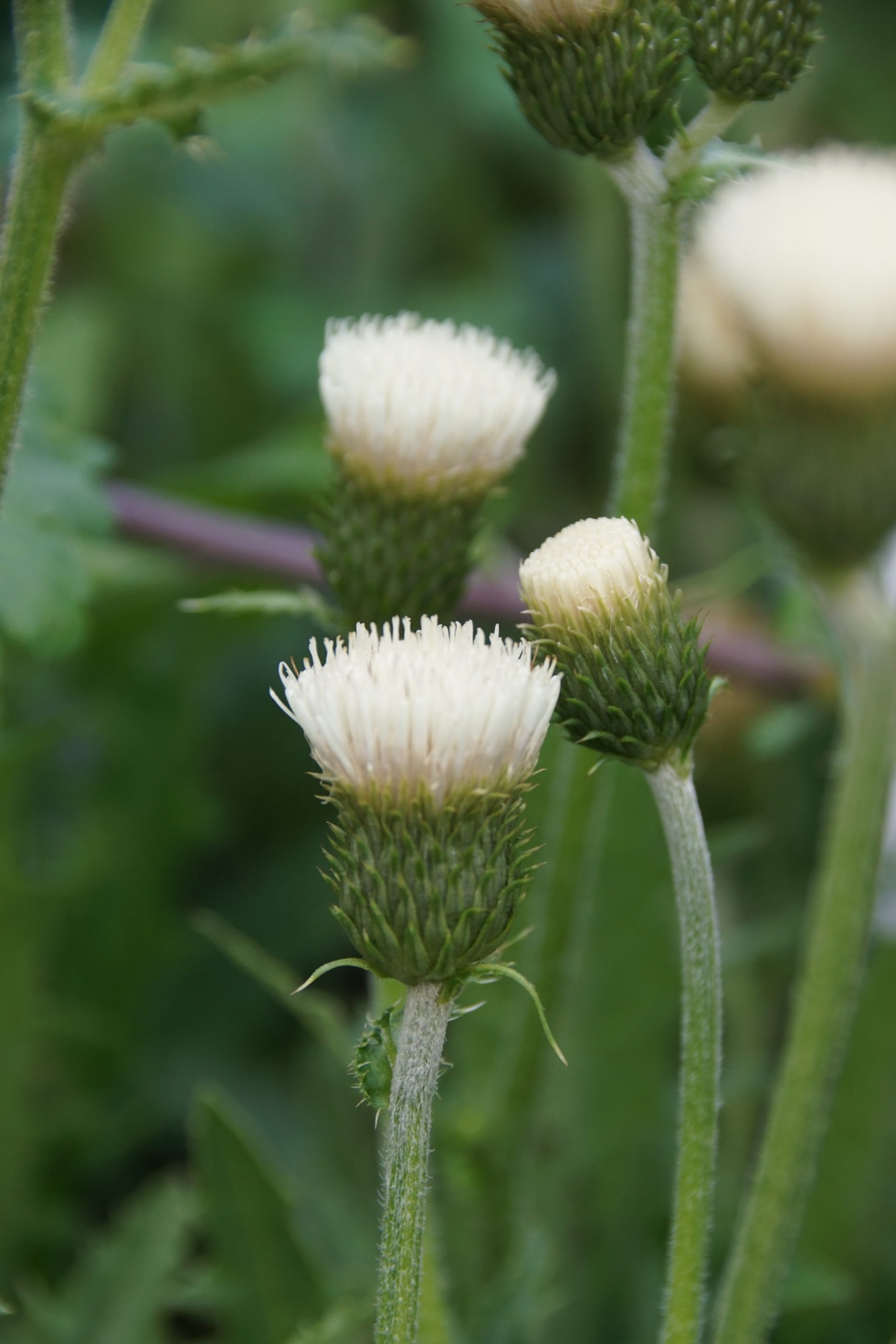 Cirsium rivulare 'Frosted Magic' ®