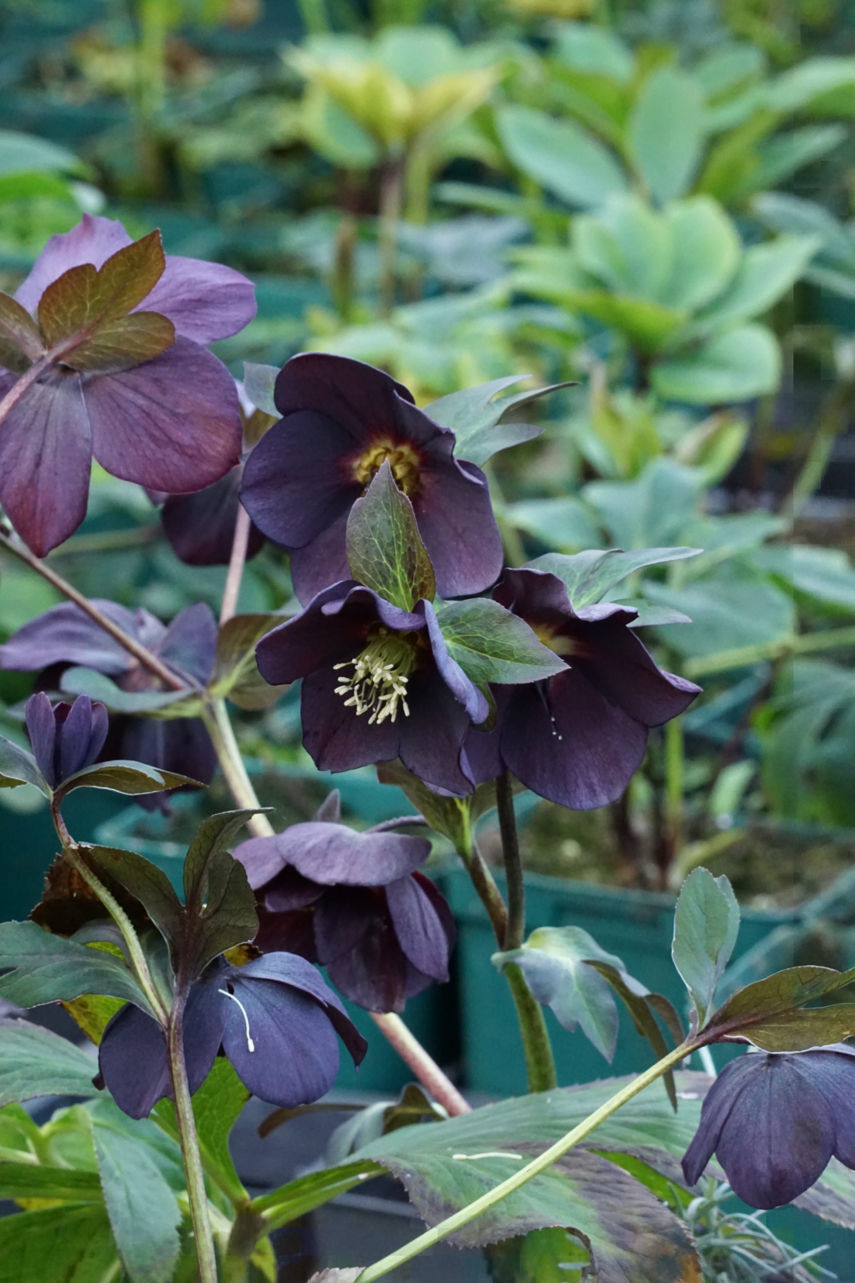 Helleborus x orientalis 'Single Slaty Blue' – Bild 2