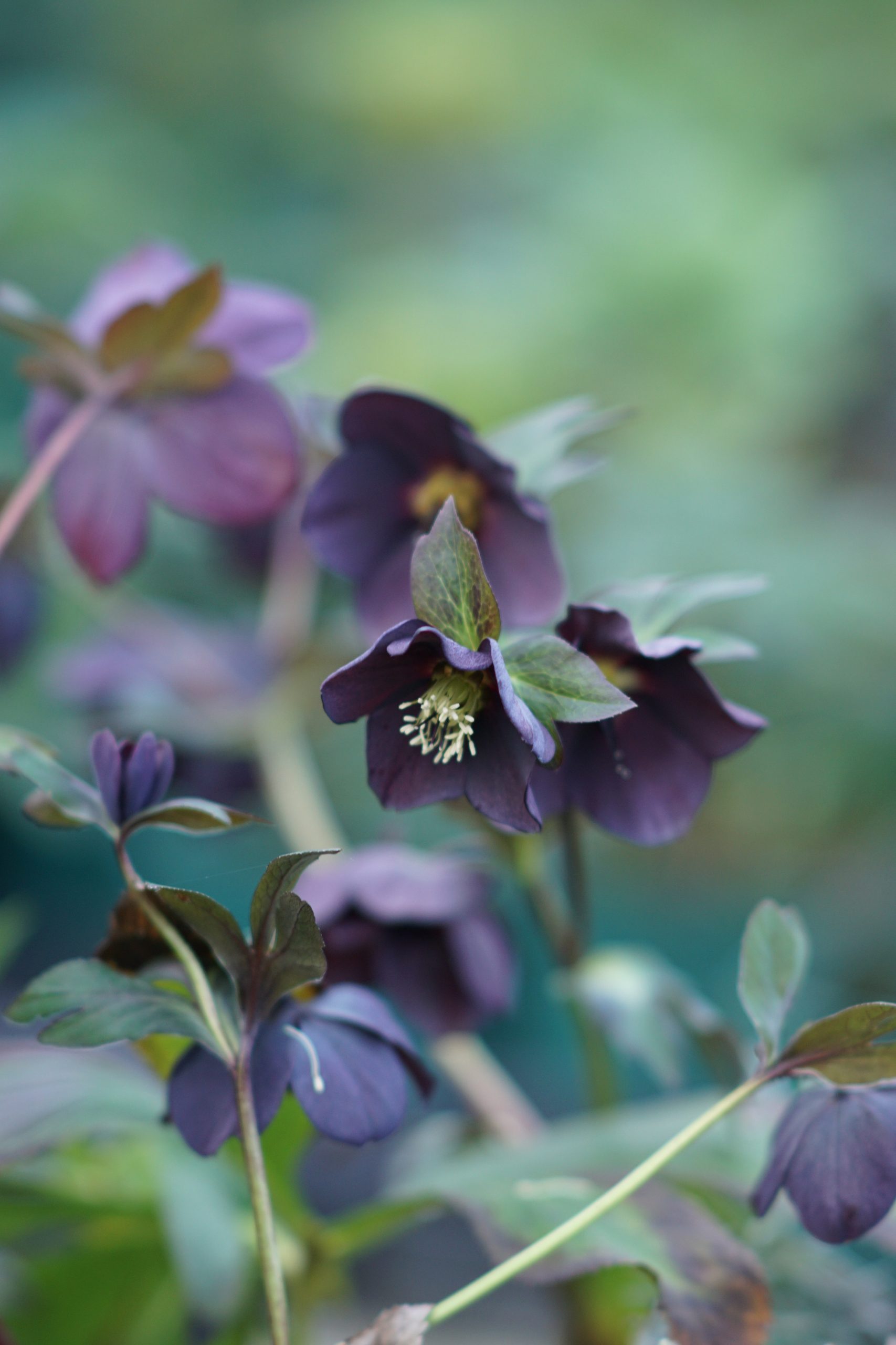 Helleborus x orientalis 'Single Slaty Blue'
