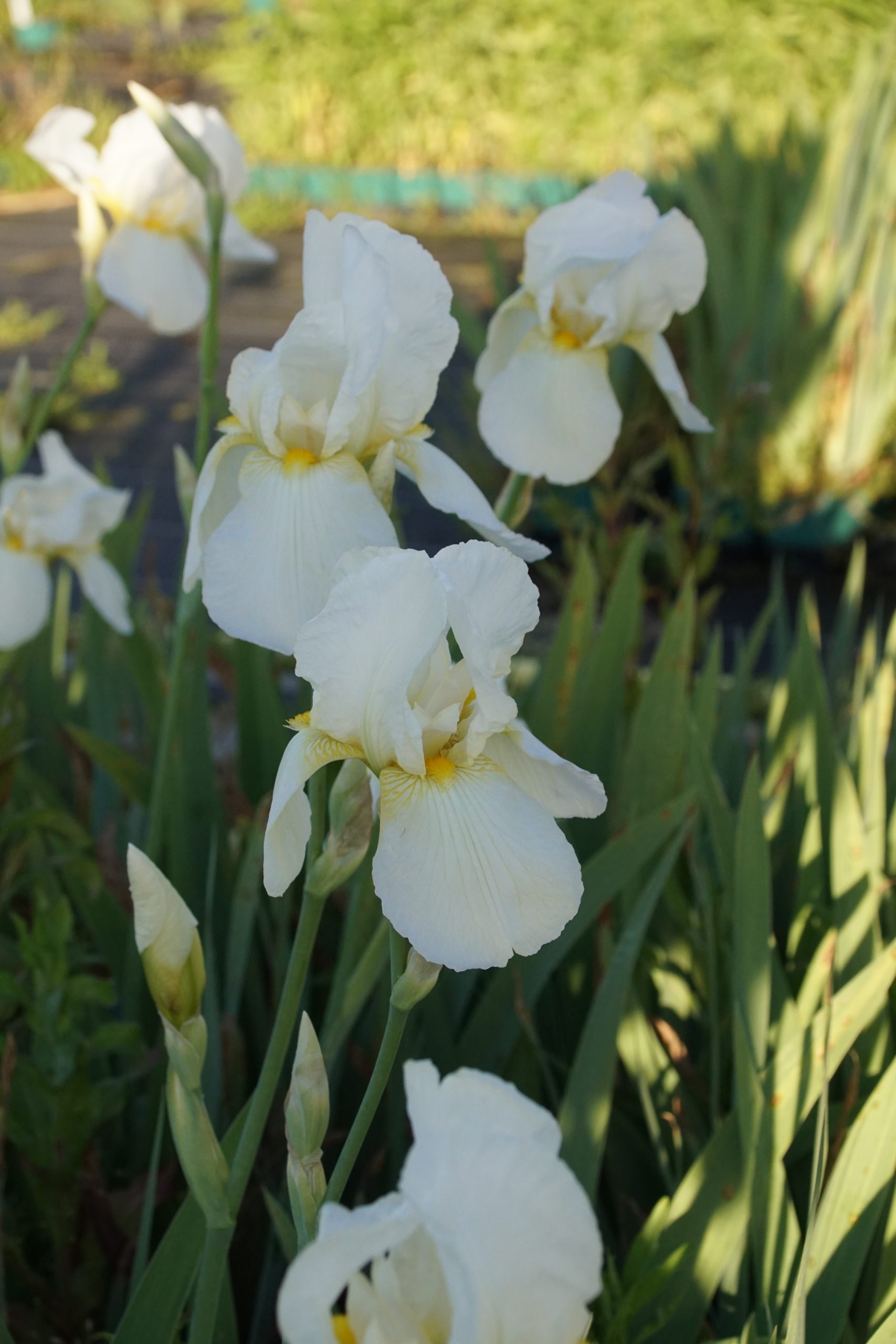 Iris x barbata-elatior 'Lugano' – Bild 2