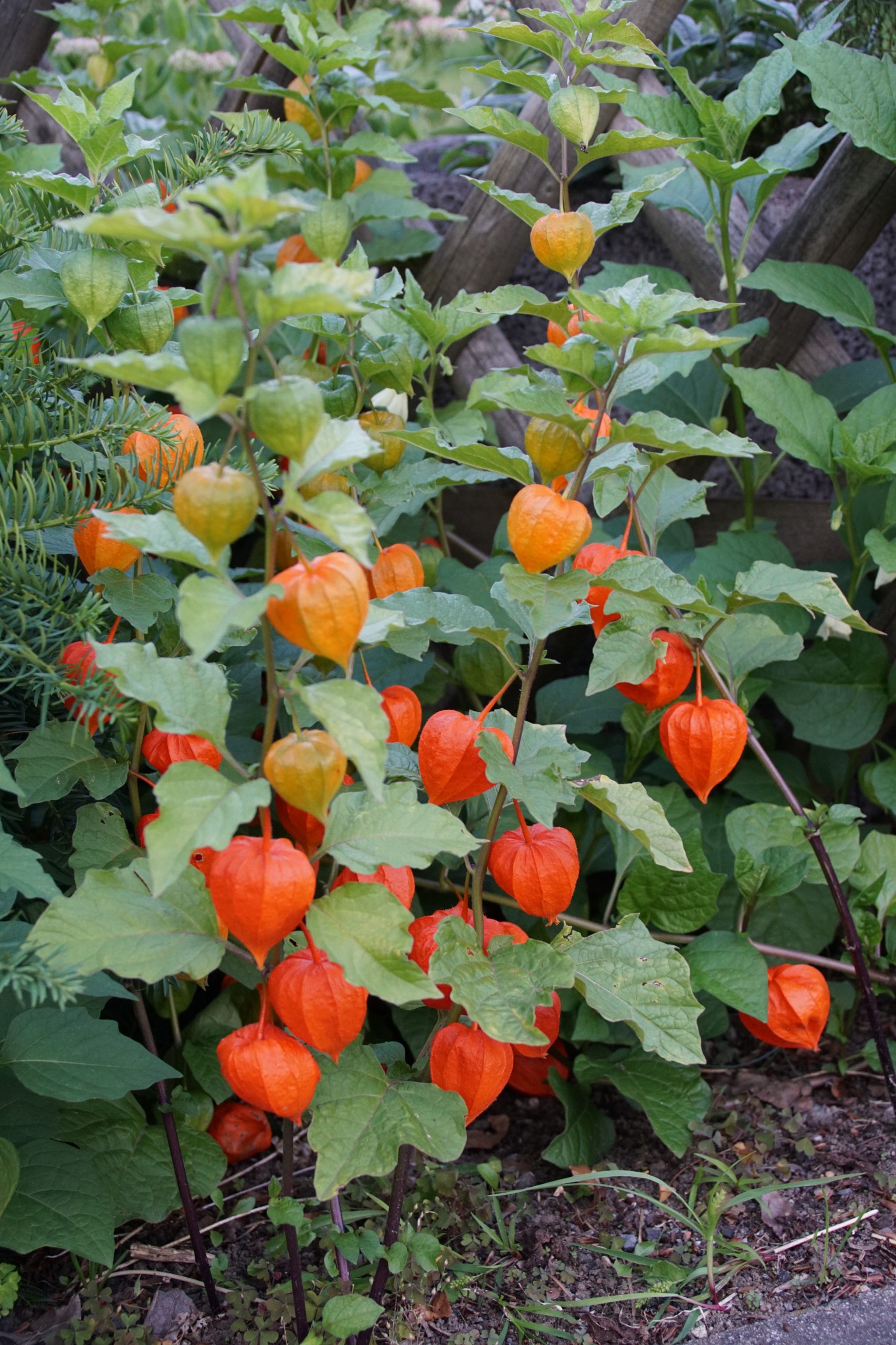 Physalis alkekengi var. franchetii – Bild 3