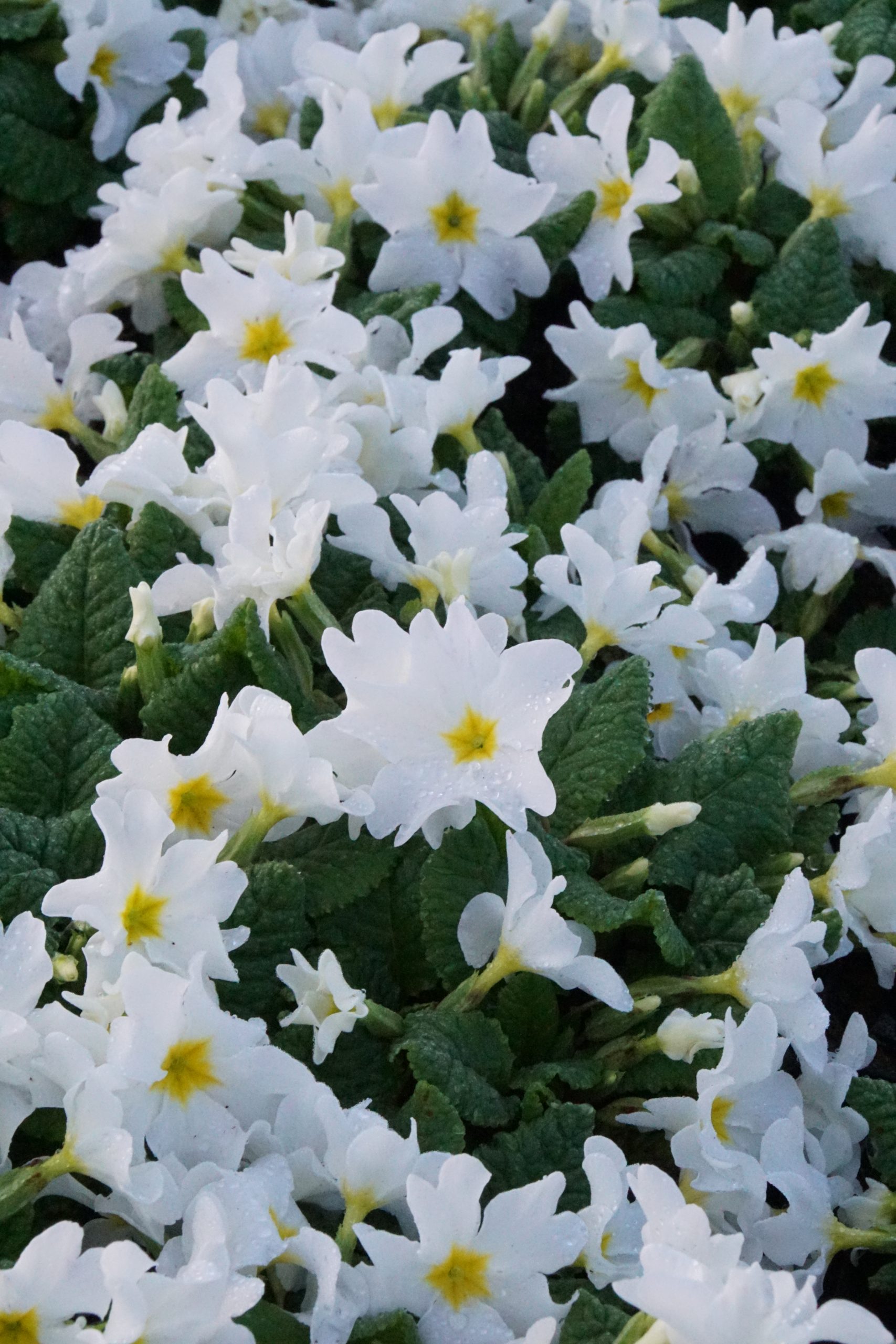 Primula x pruhoniciana 'Schneewittchen'