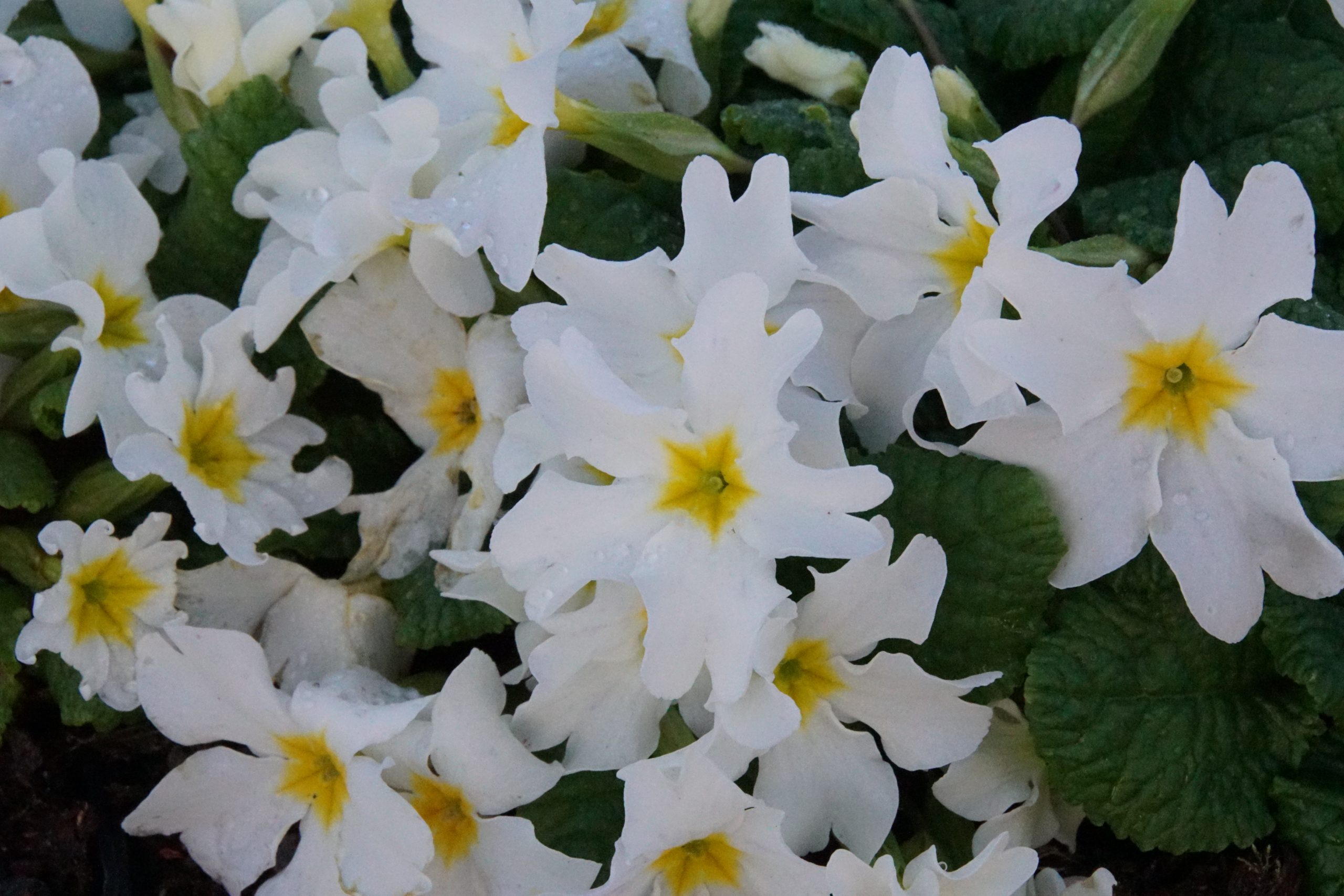 Primula x pruhoniciana 'Schneewittchen' – Bild 2