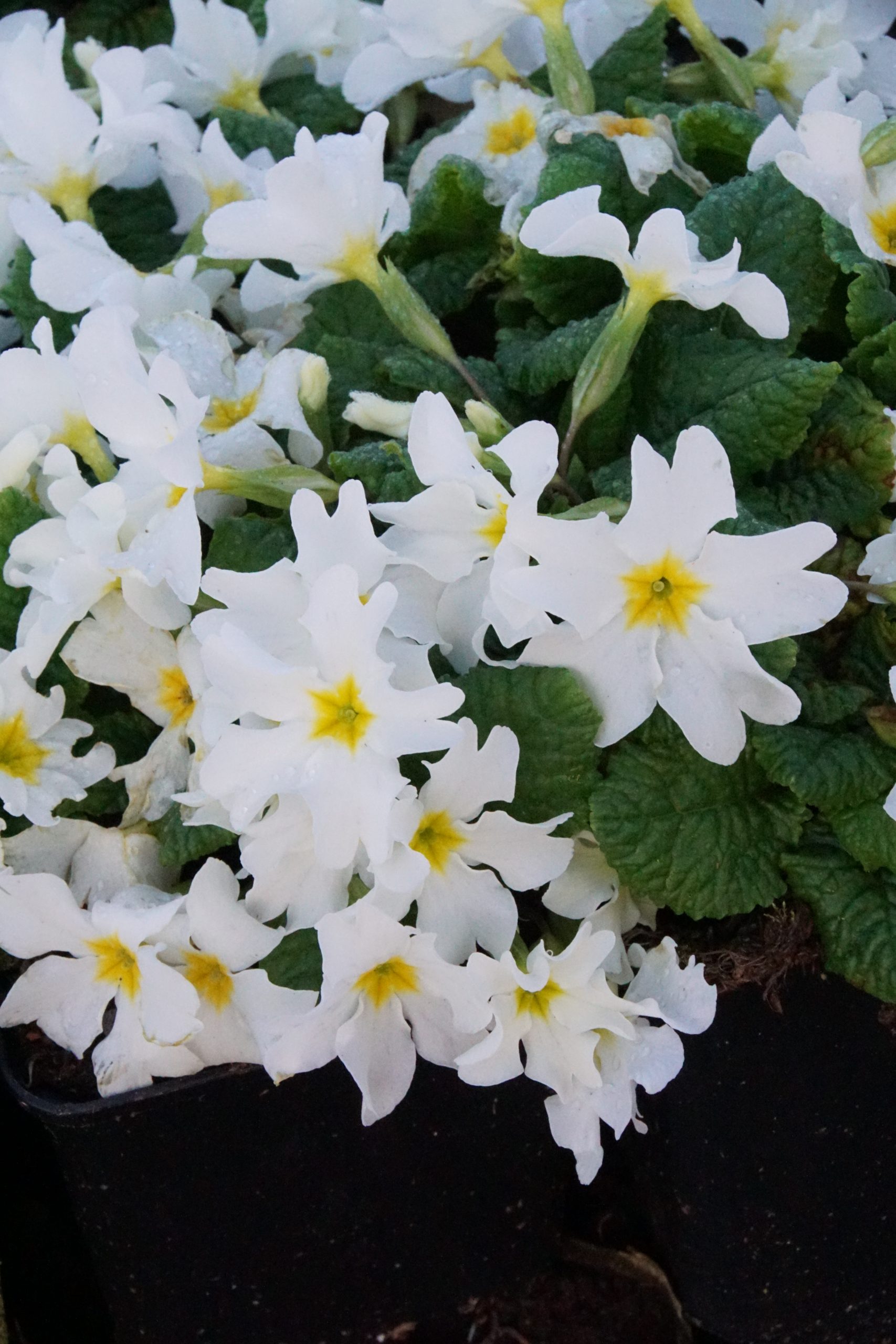 Primula x pruhoniciana 'Schneewittchen' – Bild 3