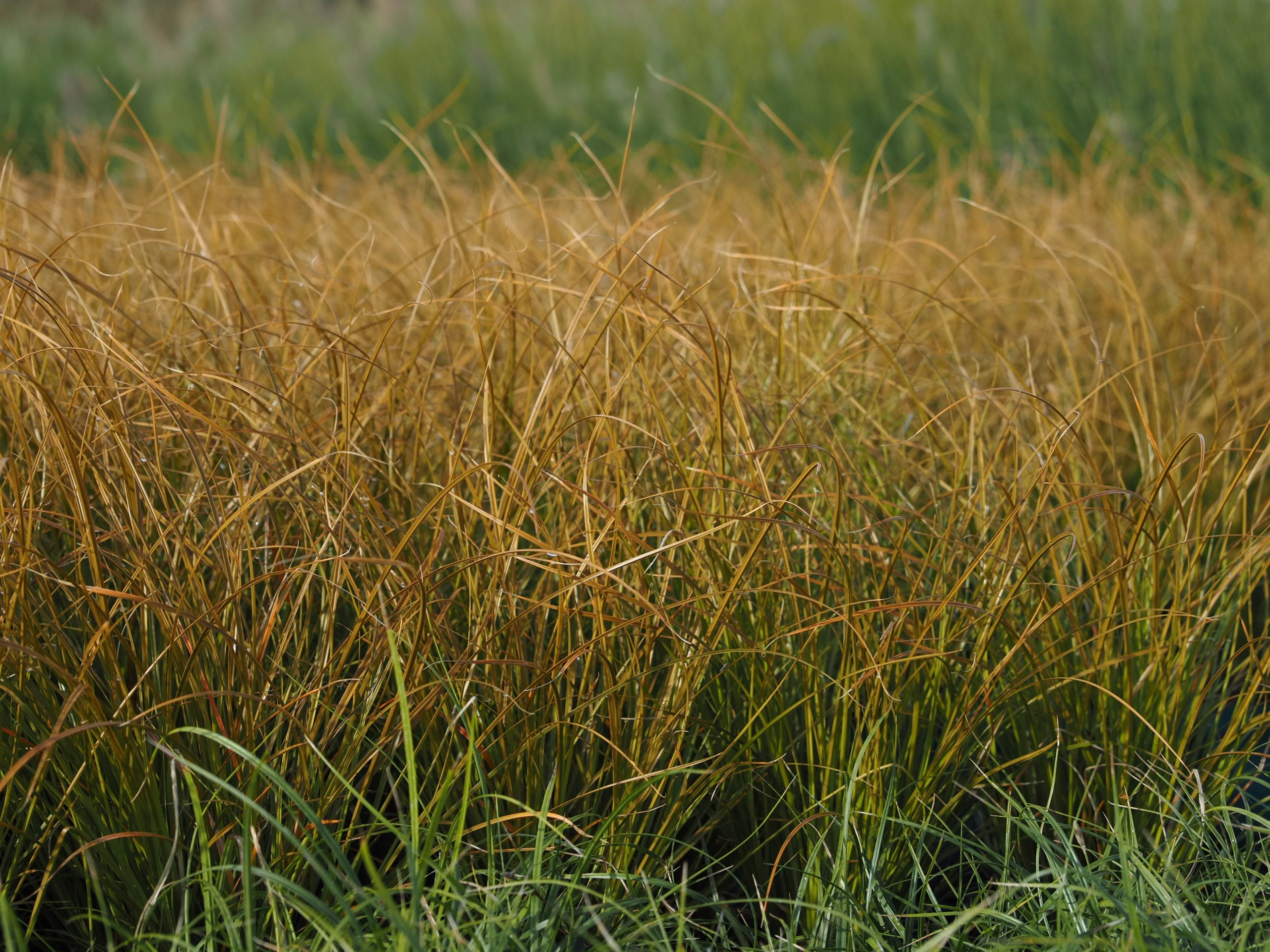 Carex testacea – Bild 2