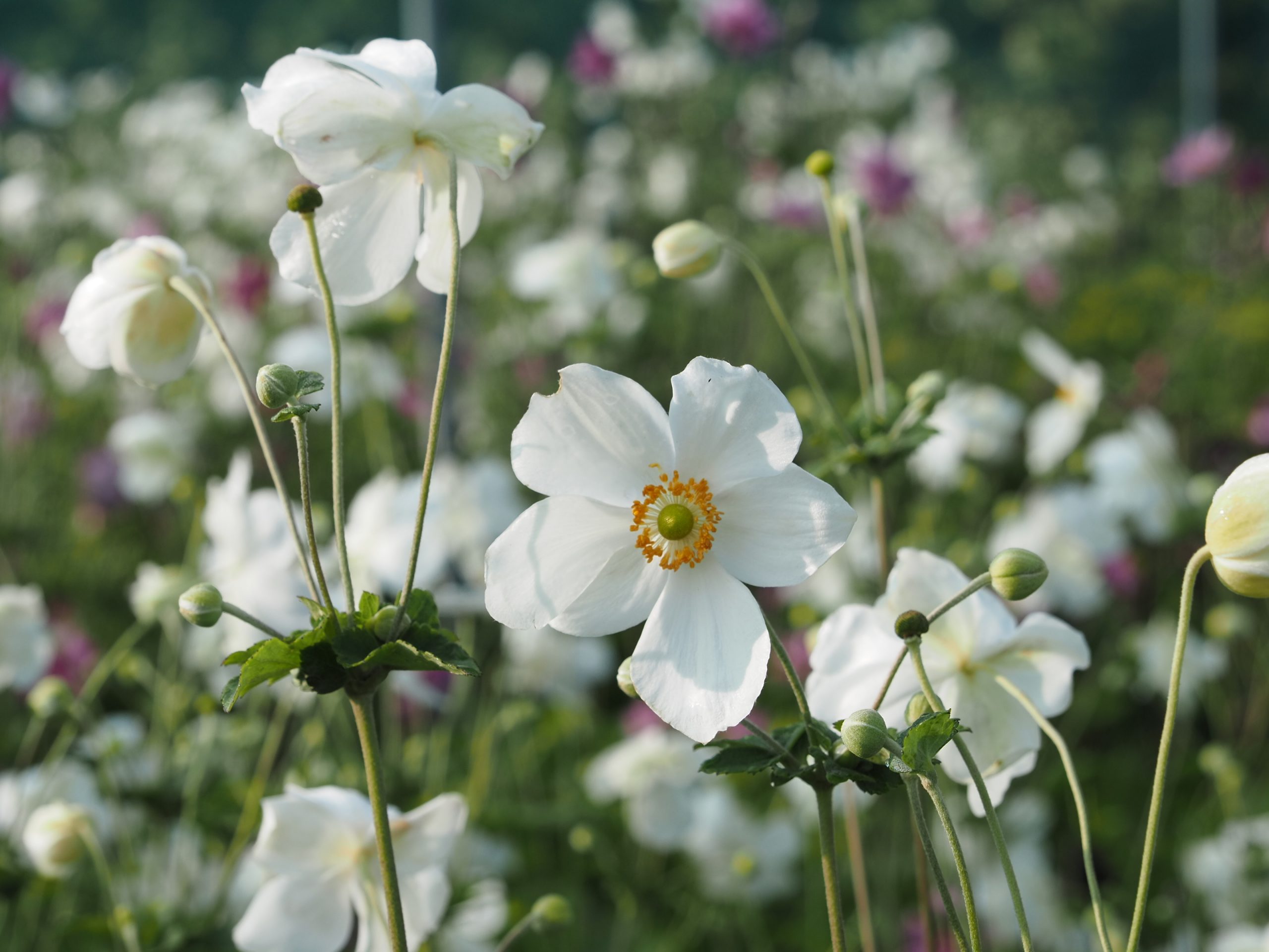 Anemone japonica 'Honorine Jobert'