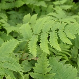 Dryopteris goldiana