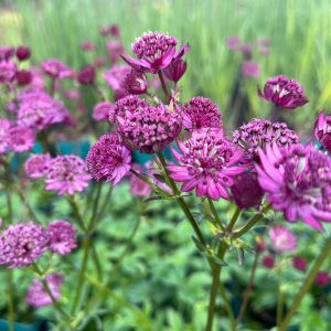 Astrantia major 'Magical Red' ®
