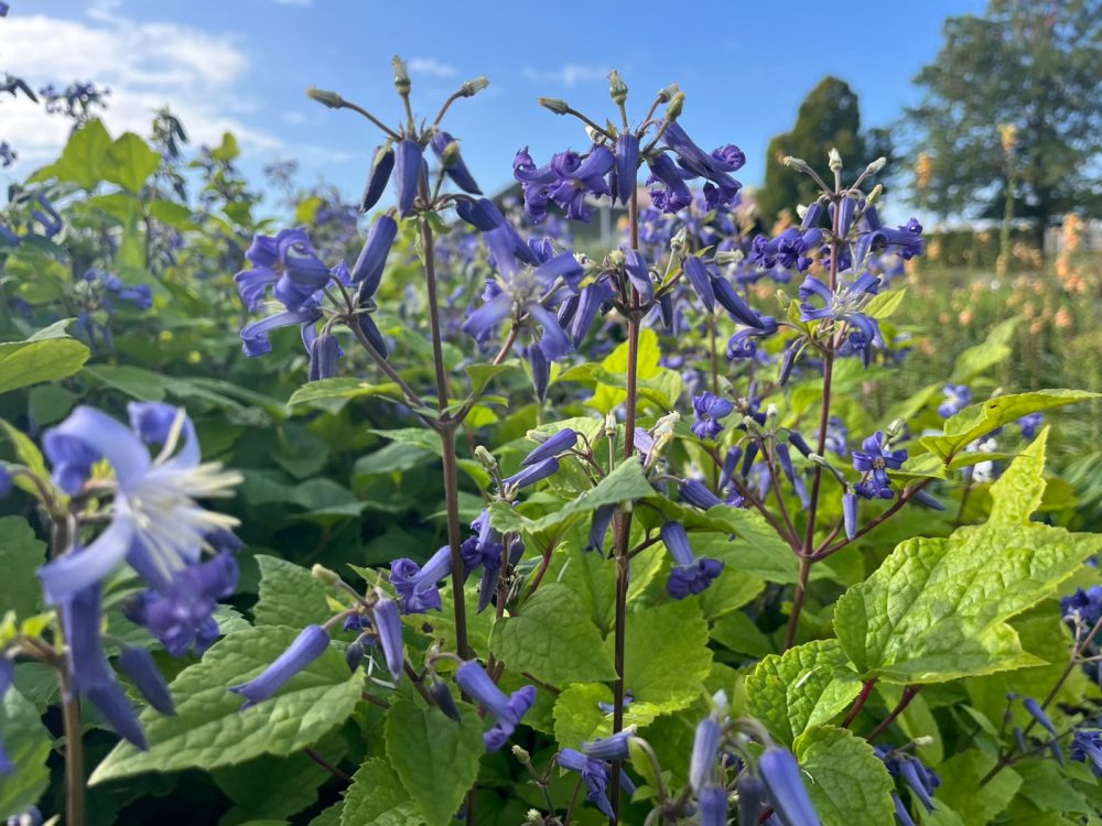 Clematis heracleifolia 'China Purple'