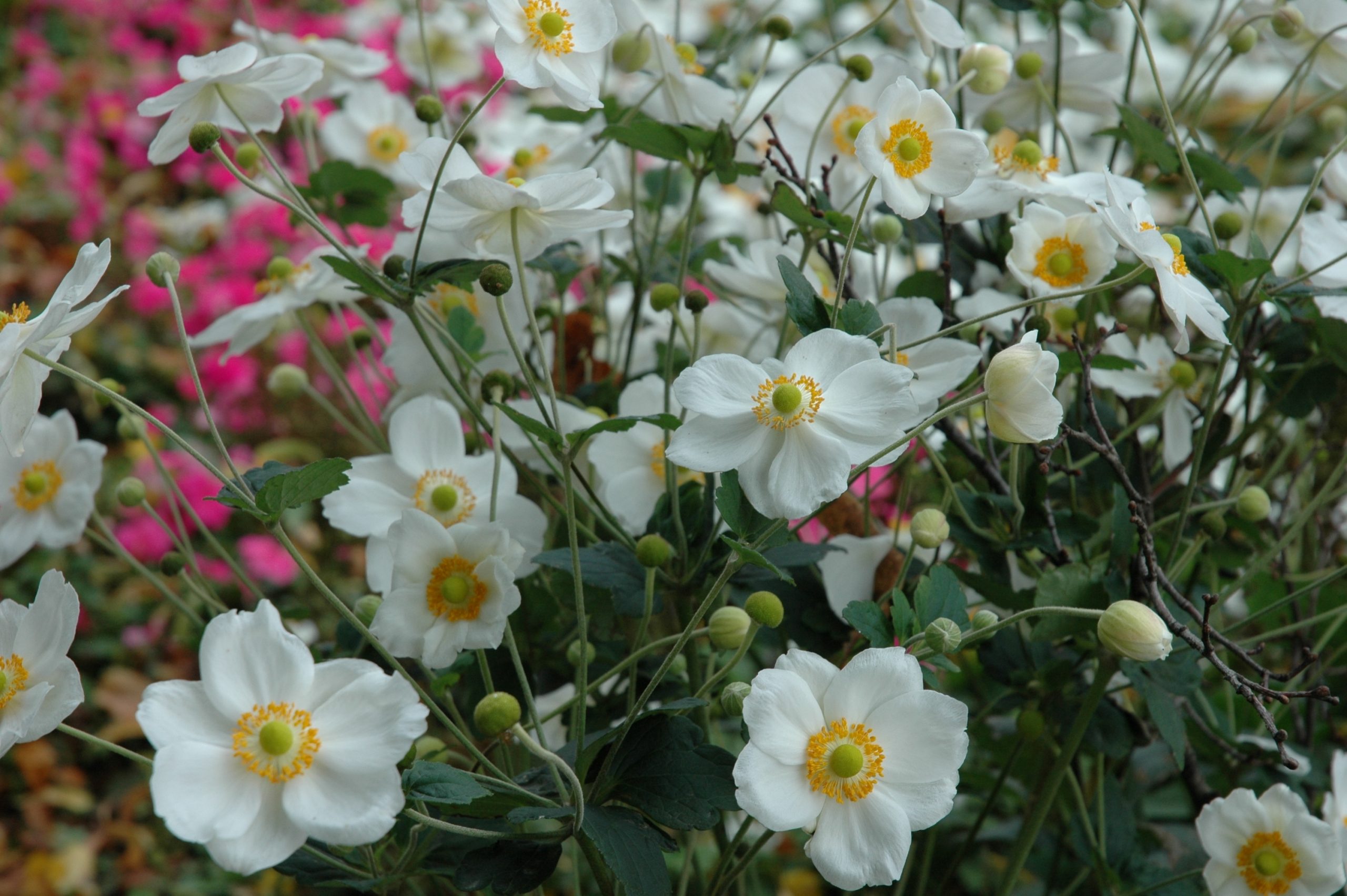 Anemone japonica 'Honorine Jobert' – Bild 2